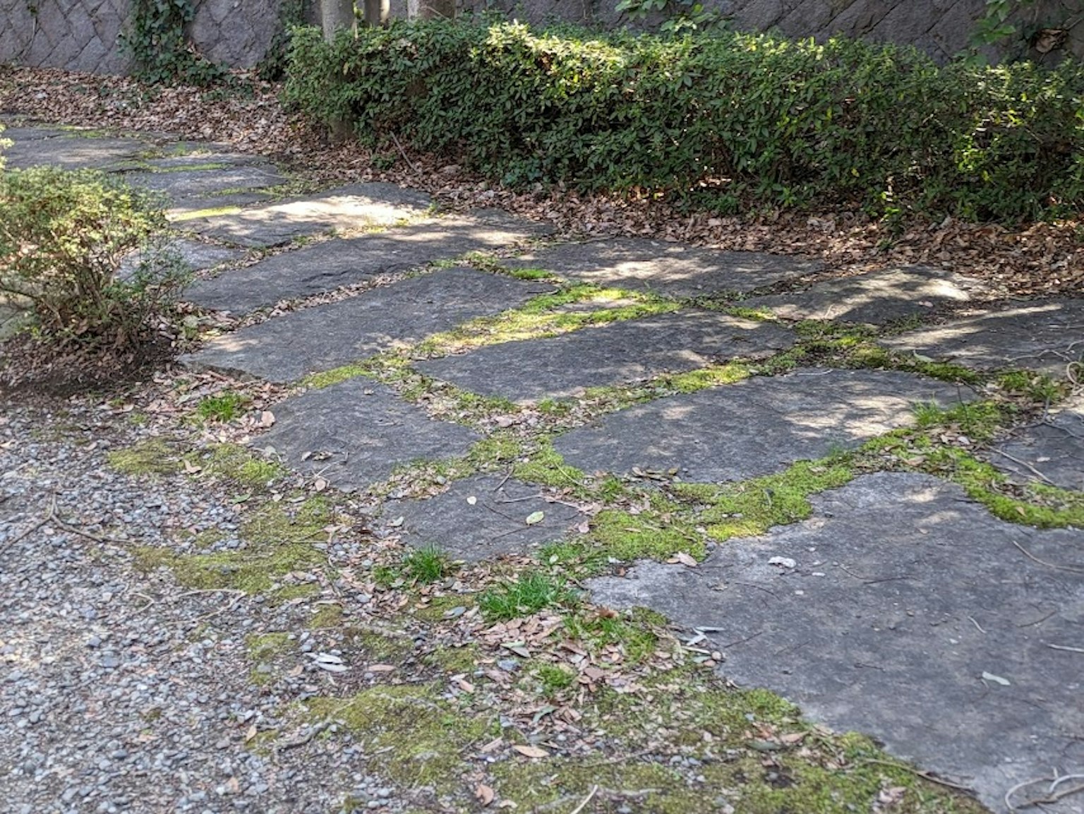 Un camino de jardín con pavimento de piedra y plantas verdes