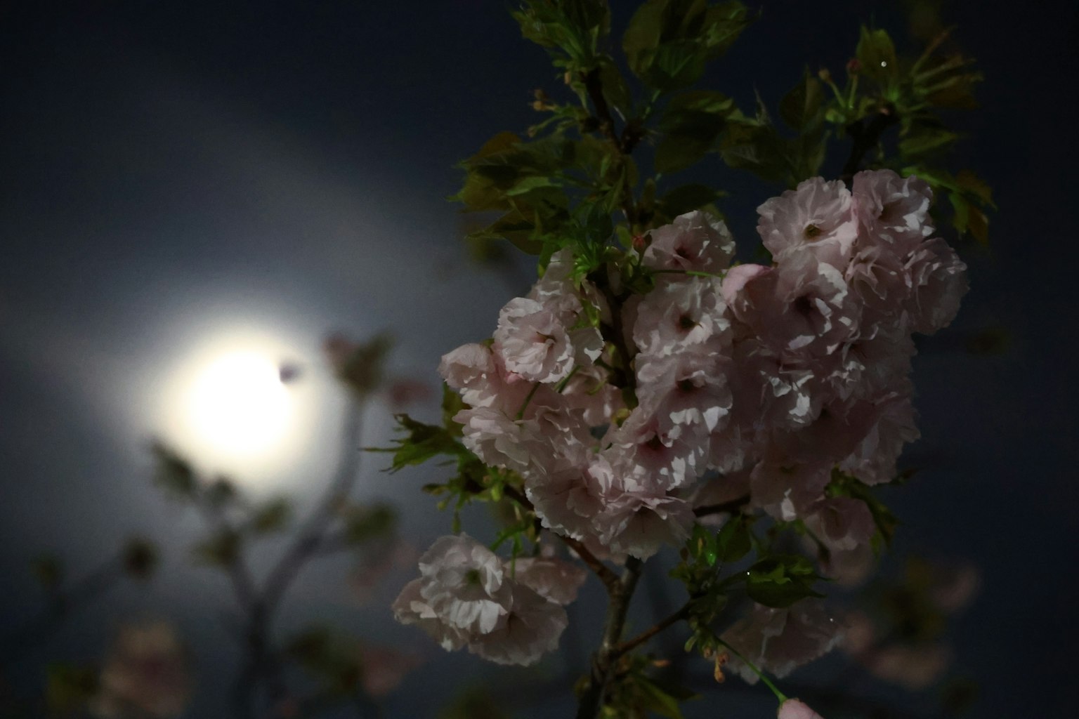 Fiori di ciliegio illuminati dalla luce della luna contro un cielo scuro
