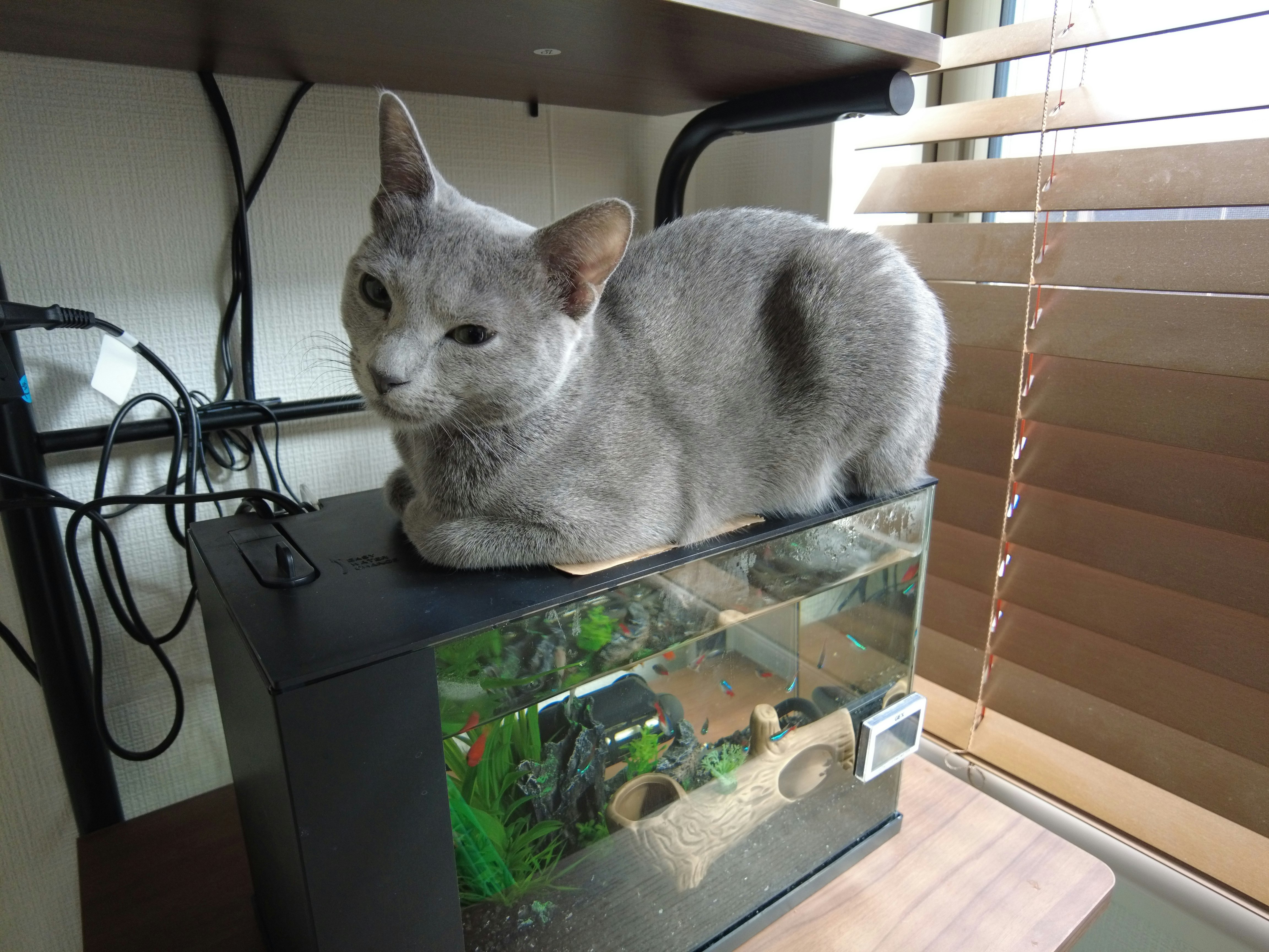 灰色貓在玻璃魚缸前慵懶休息