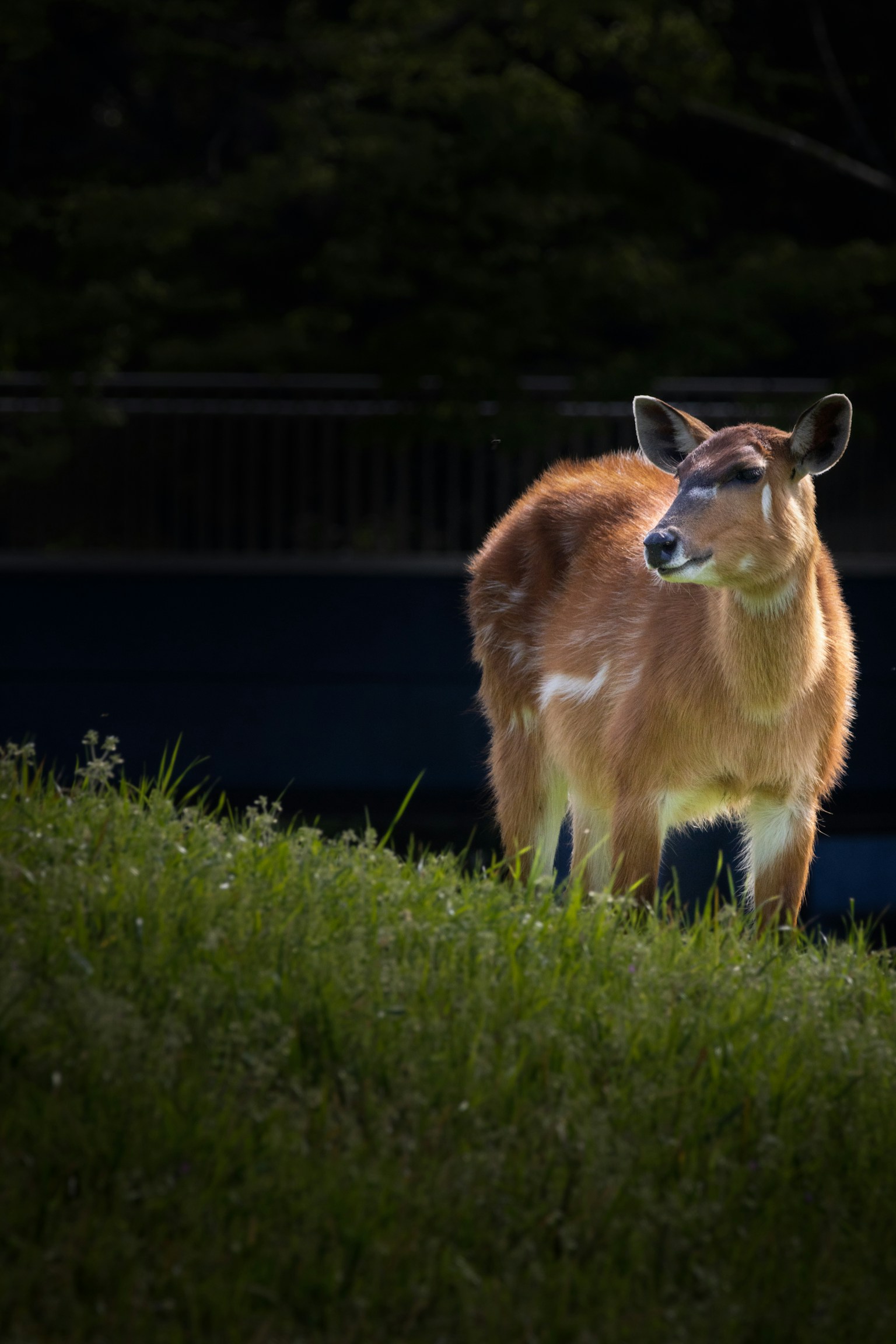 Ein brauner Hirsch steht auf dem Gras mit einem dunklen verschwommenen Hintergrund