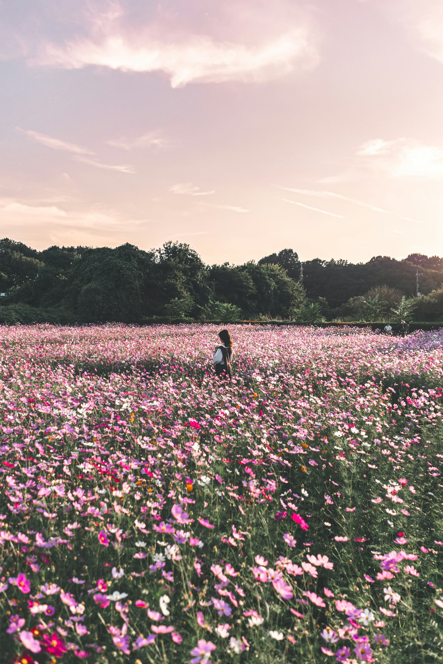 Two people walking in a cosmos flower field at sunset