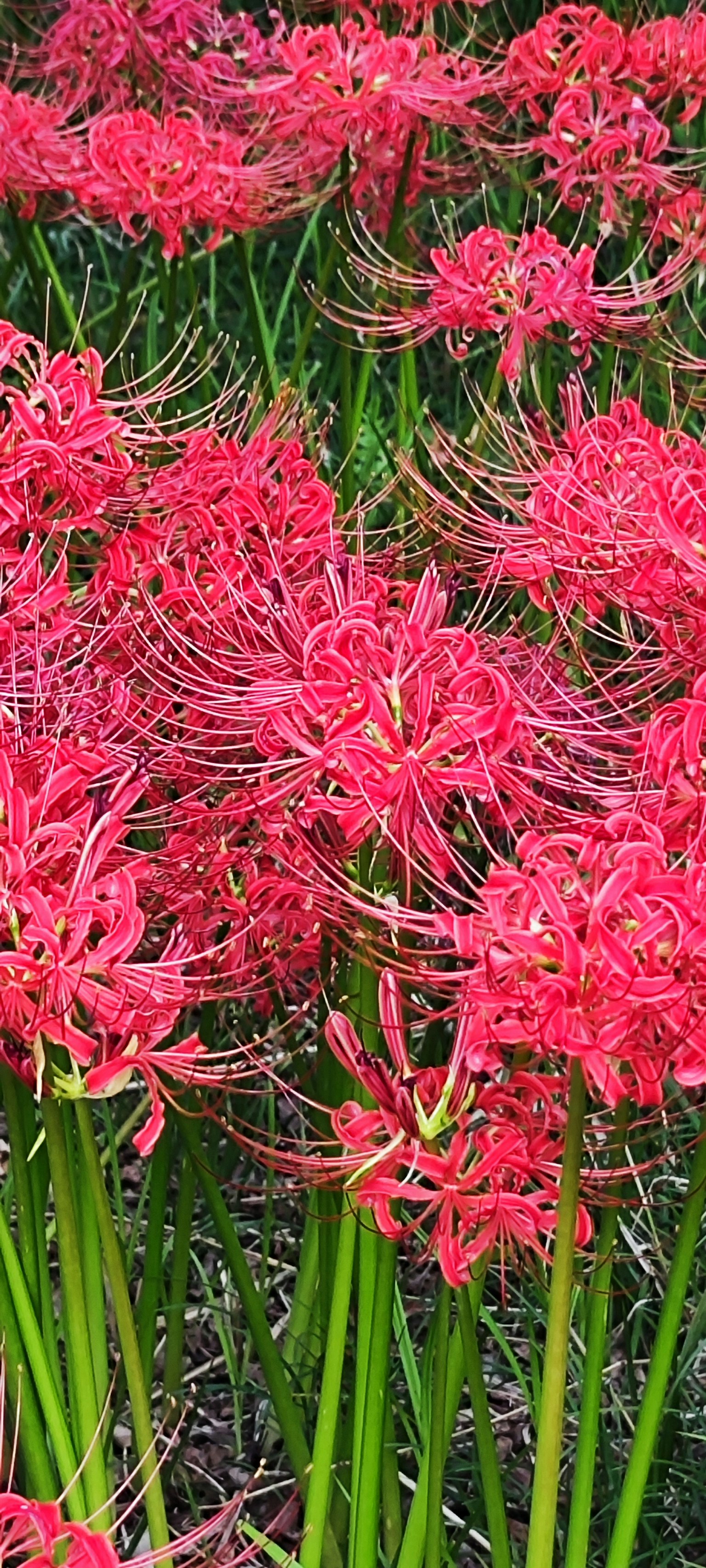 盛開的鮮豔紅色蜘蛛百合群