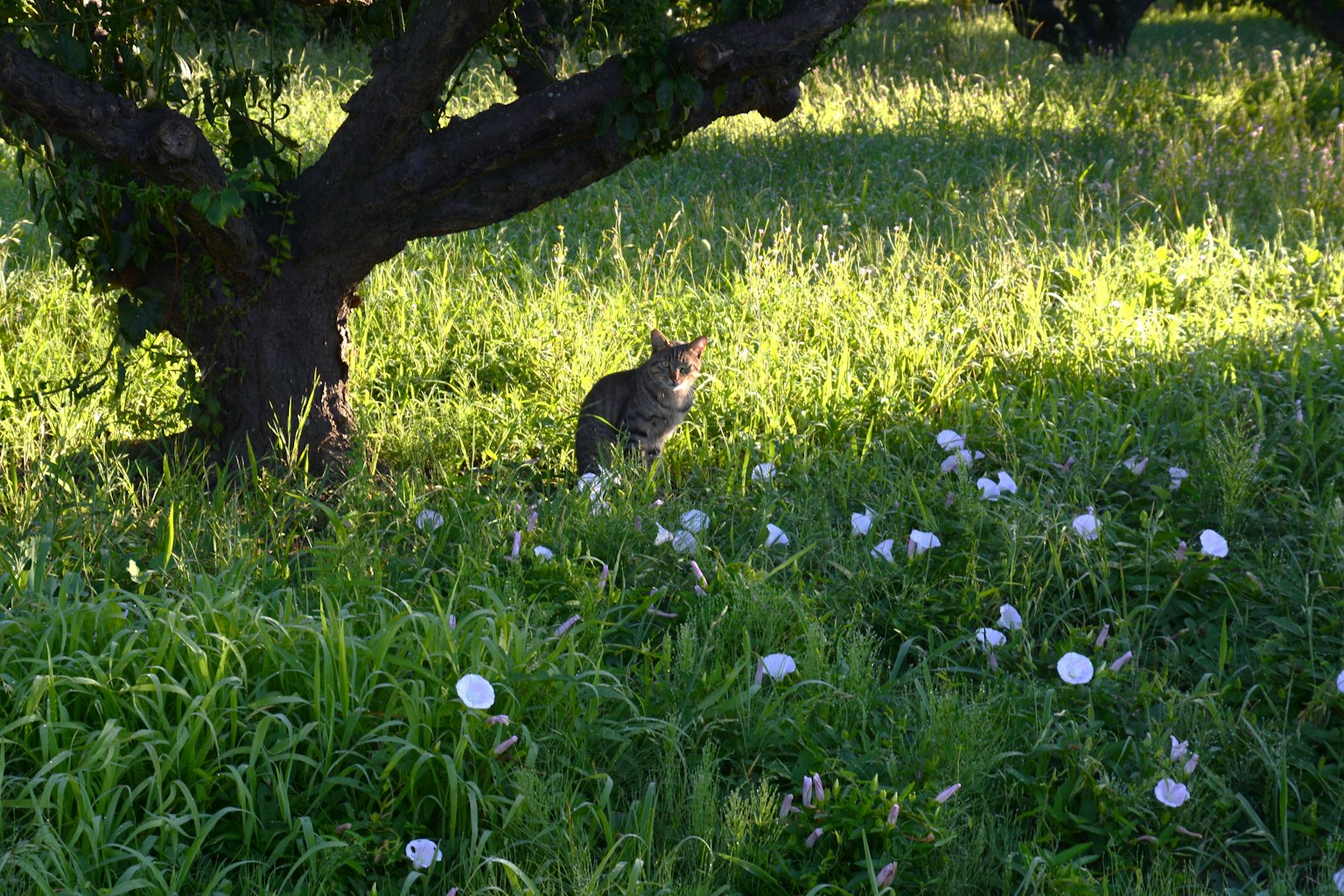 Un gatto seduto nell'erba tra fiori bianchi in un paesaggio verde