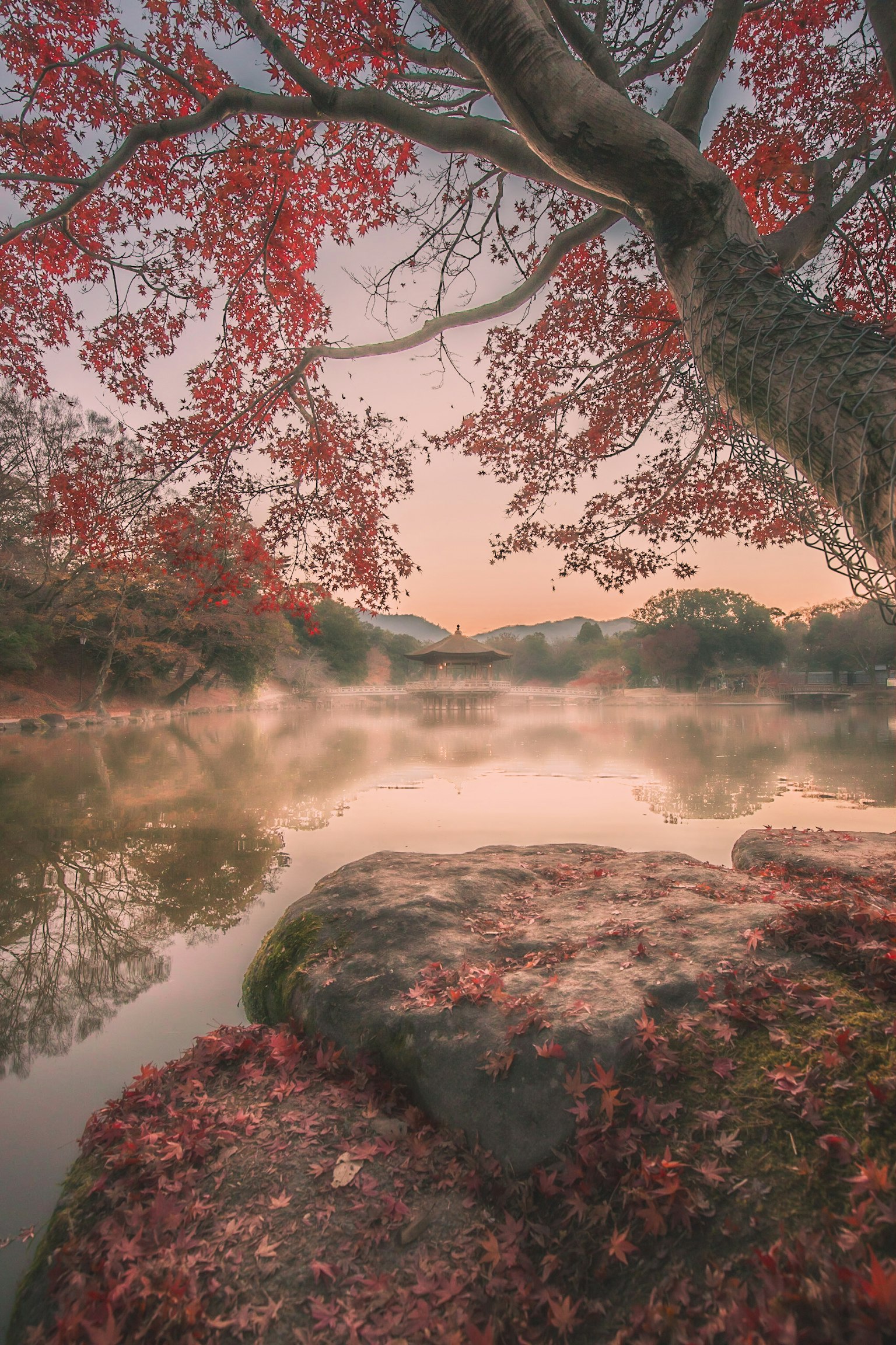 Paysage tranquille avec un arbre aux feuilles d'automne se reflétant sur l'eau