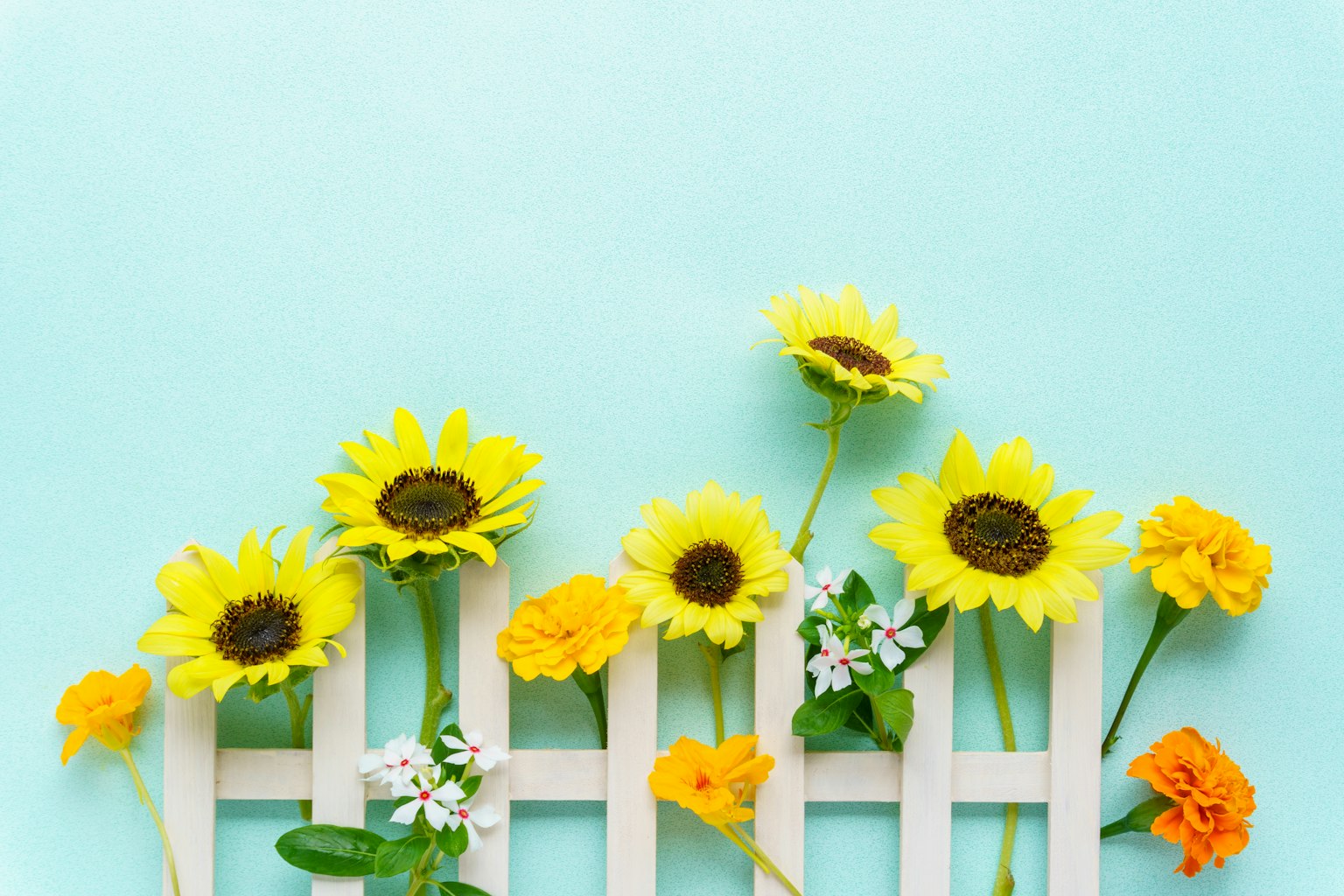 Colorful flowers against a blue background with a white fence