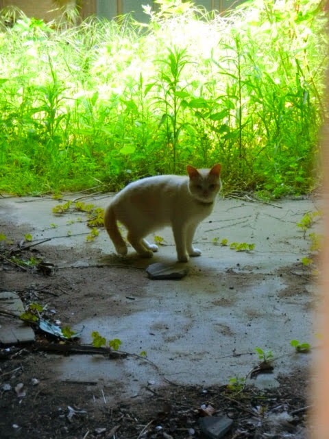 a cat walking along a narrow path beside tall grass