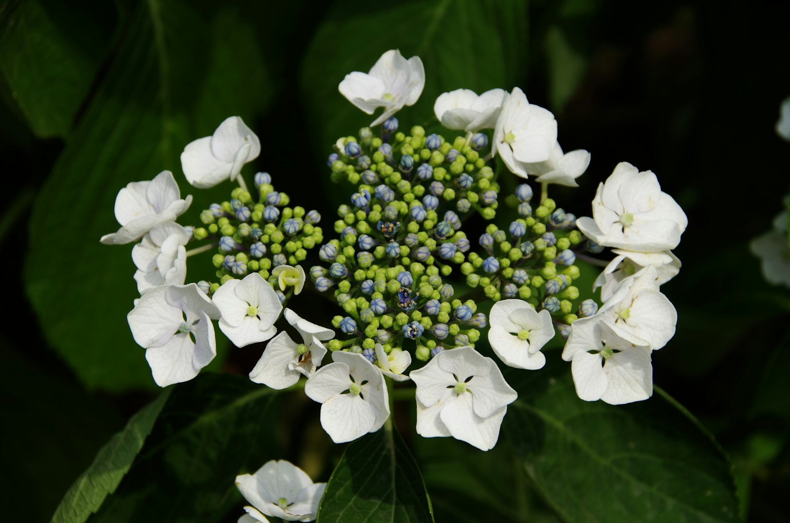 Bunga hydrangea dengan kelopak putih dan tunas hijau