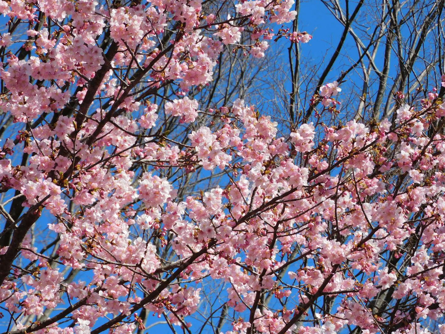 Fleurs de cerisier en pleine floraison sous un ciel bleu