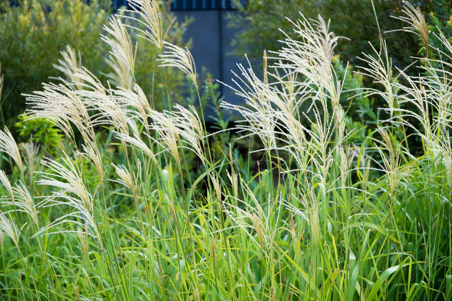 A landscape of green grass and feathery plants swaying in the wind