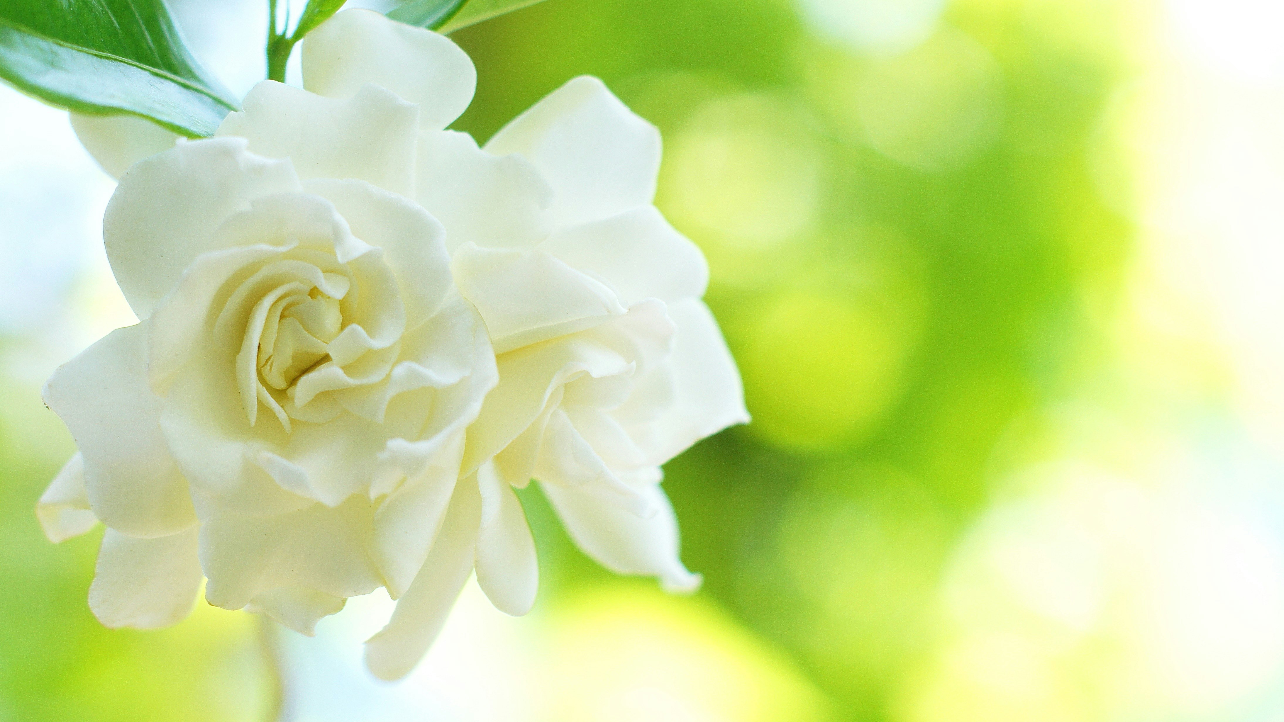 白いバラの花びらが大きくぼけた背景に浮かぶ