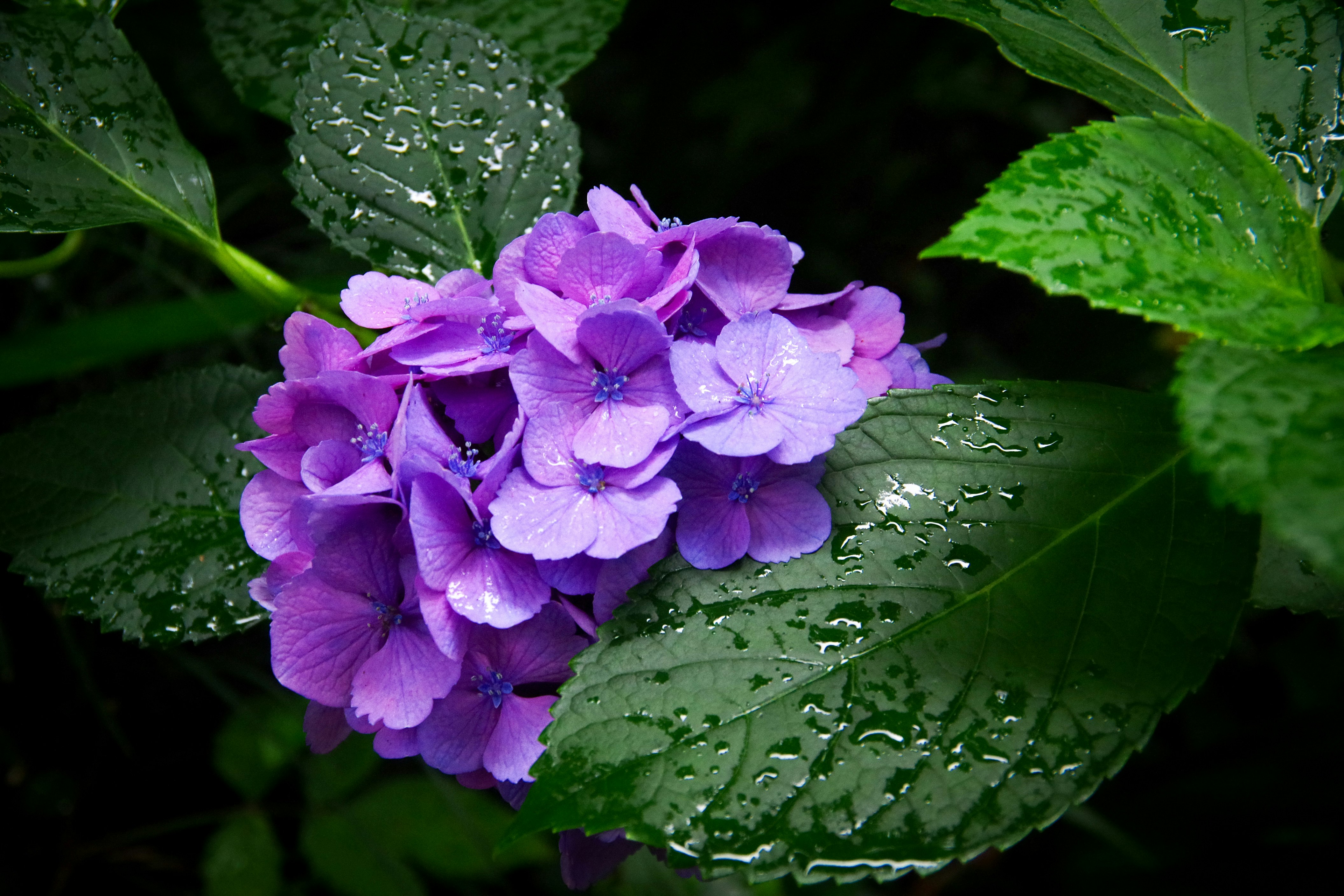 雨粒のついた紫陽花の花と葉
