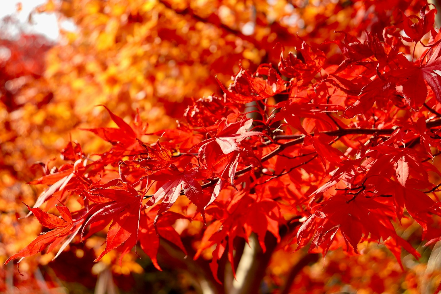 Hojas de arce rojas vibrantes que muestran la belleza del otoño