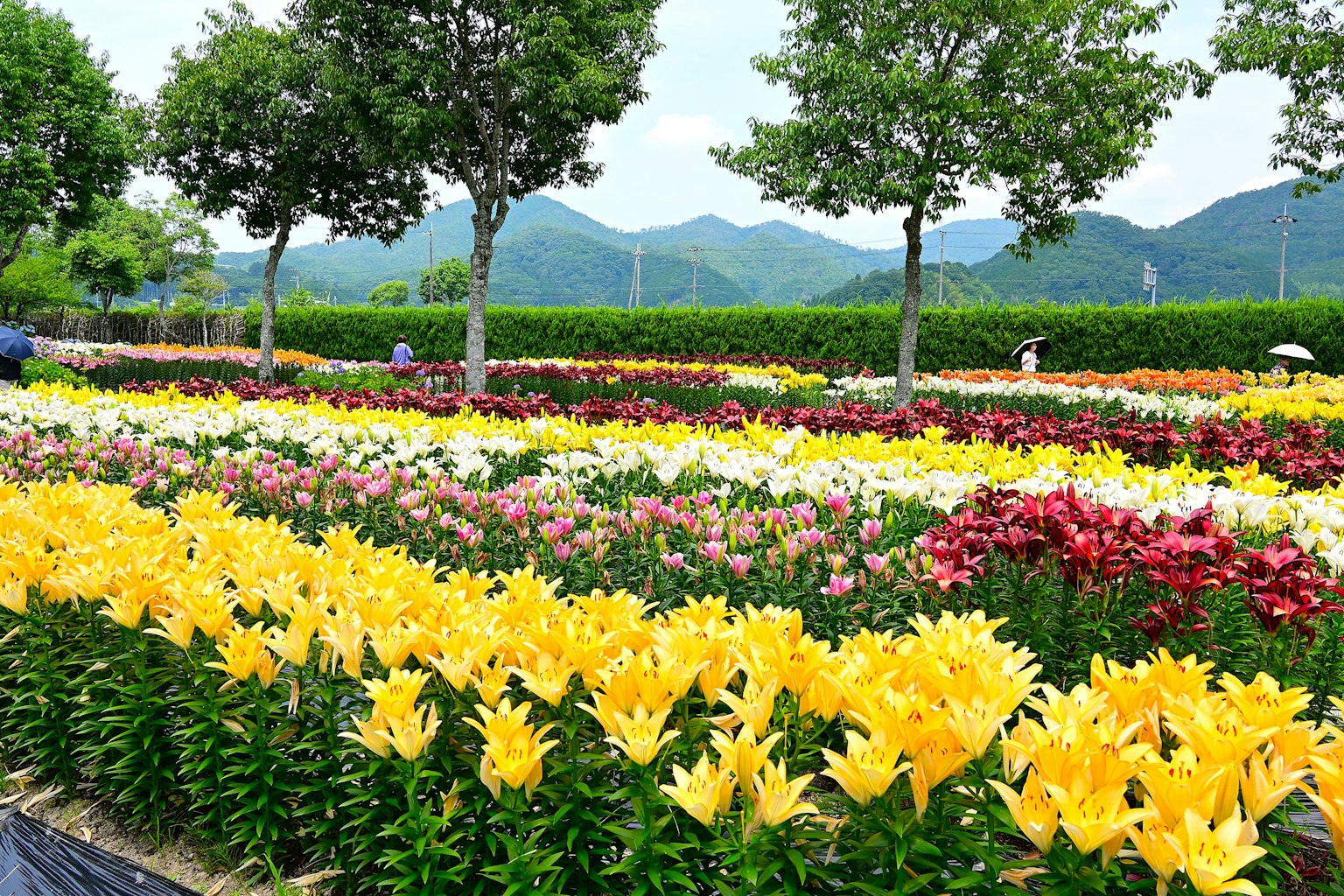 Campo de flores vibrantes con filas de lirios coloridos árboles verdes y montañas al fondo