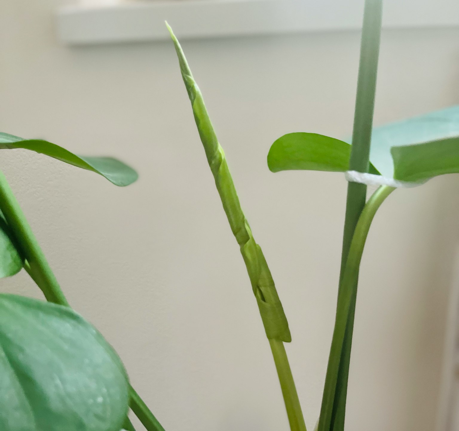 Una planta verde con un nuevo brote que emerge