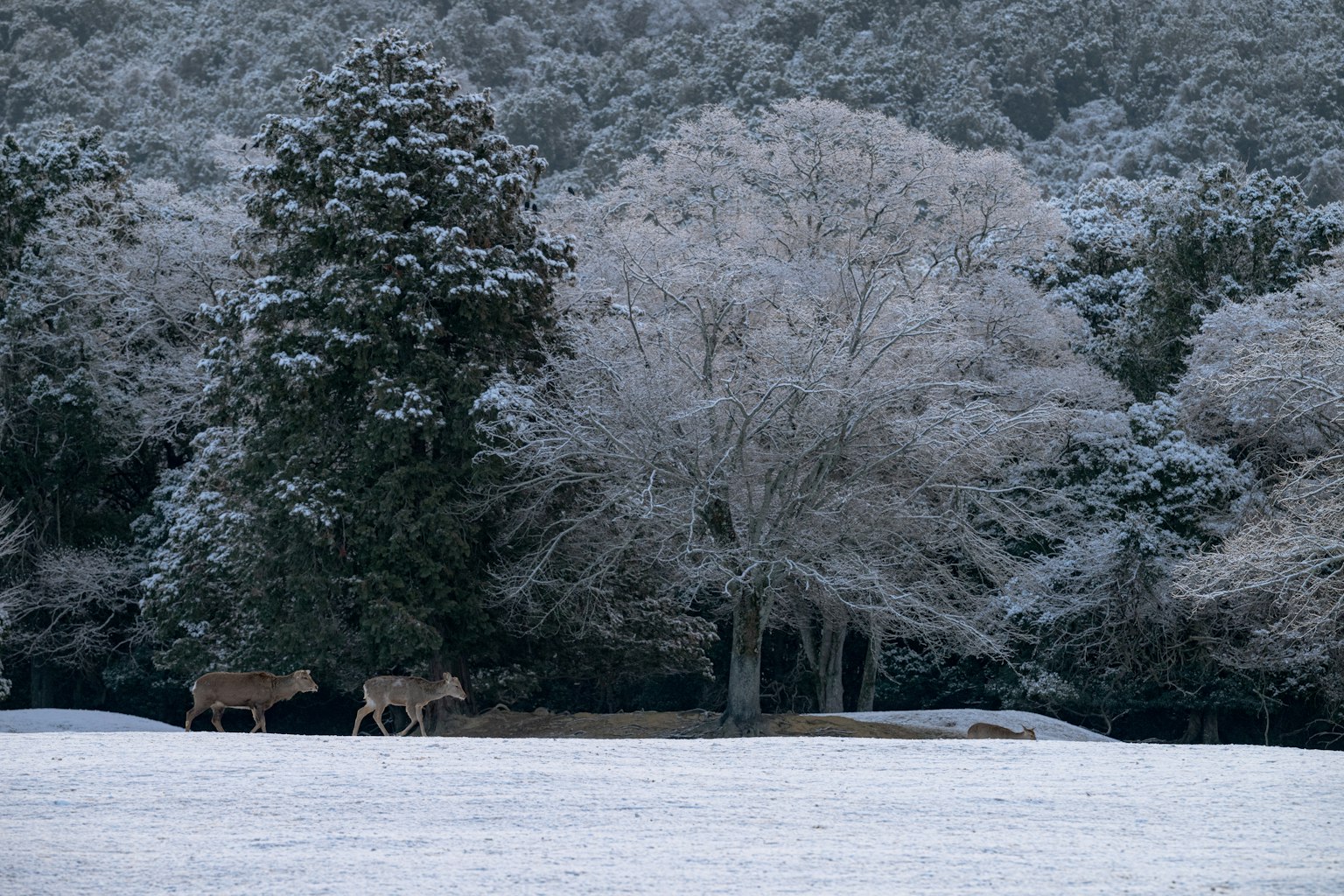 Zwei Rehe in einer verschneiten Landschaft mit Bäumen