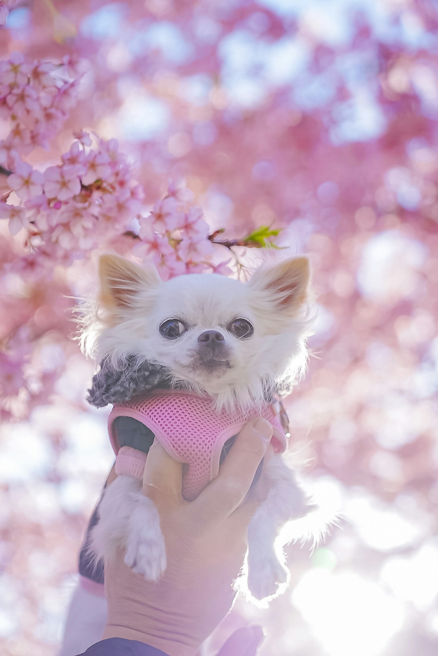 Chihuahua dipegang di depan bunga sakura