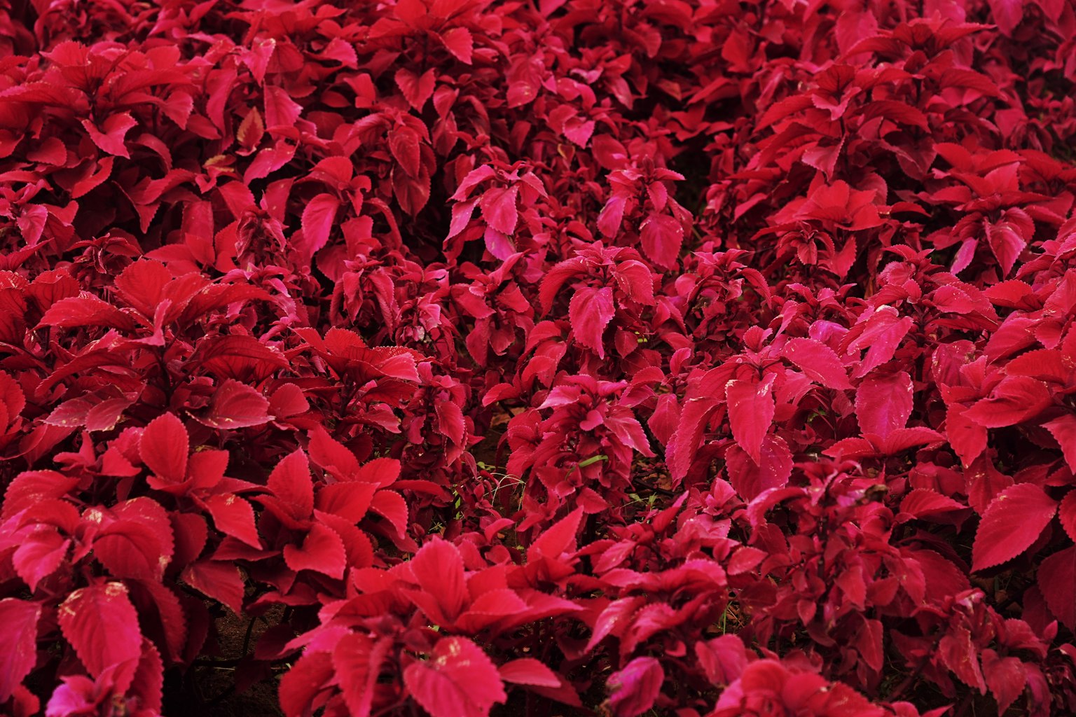 Grupo vibrante de plantas con hojas rojas