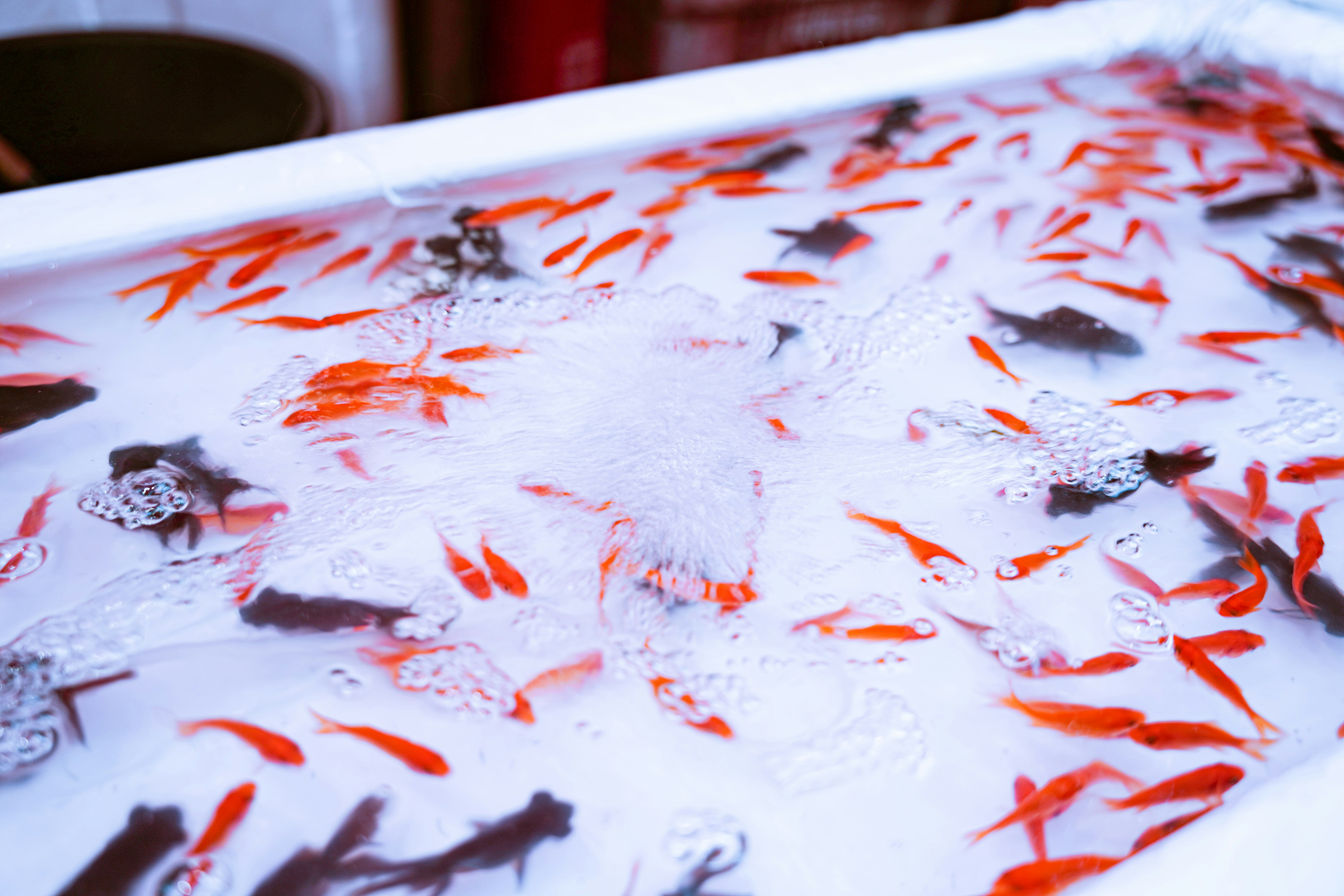 white pond water with red goldfish swimming together