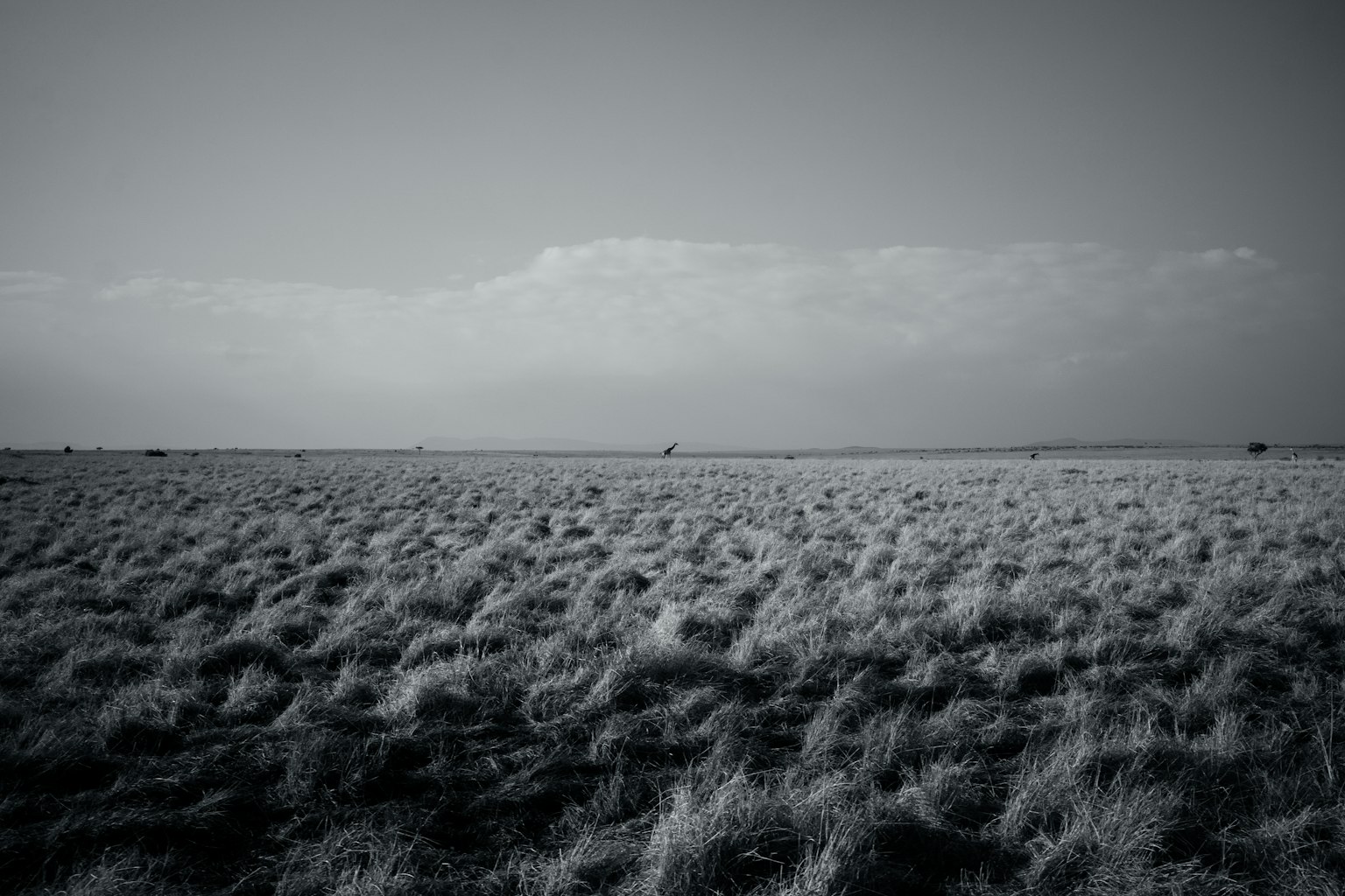 Thiết kế hình vuông màu xám đơn giản trên nền tối