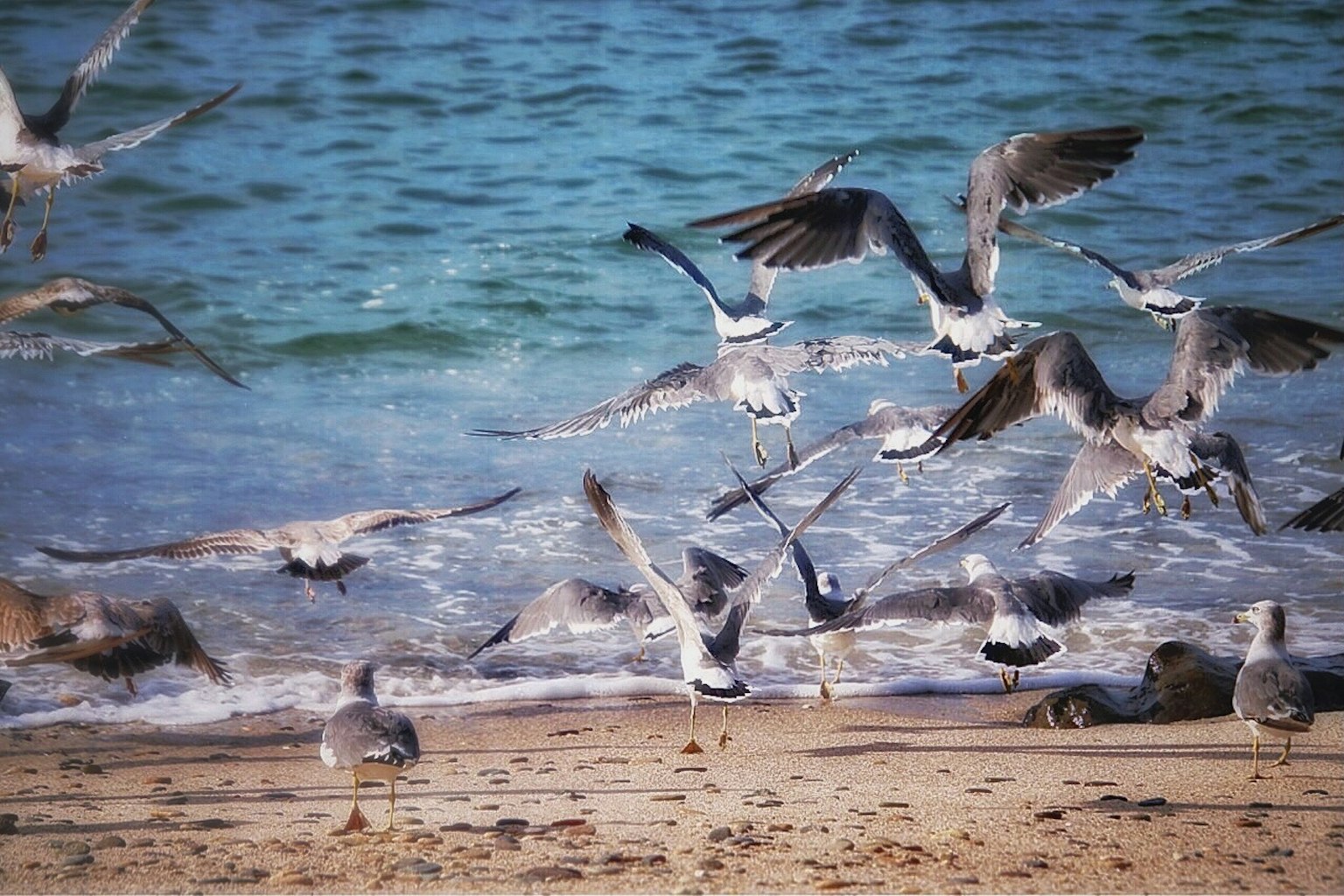 Möwen, die am Strand mit sanften Wellen abheben