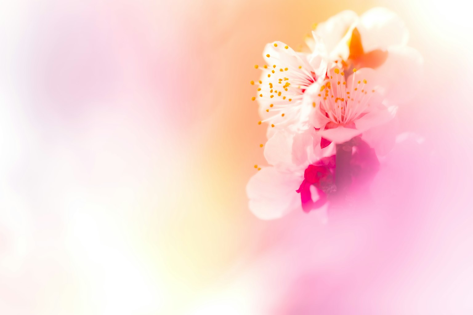 부드러운 분홍색과 주황색 색조의 꽃 클로즈업 이미지