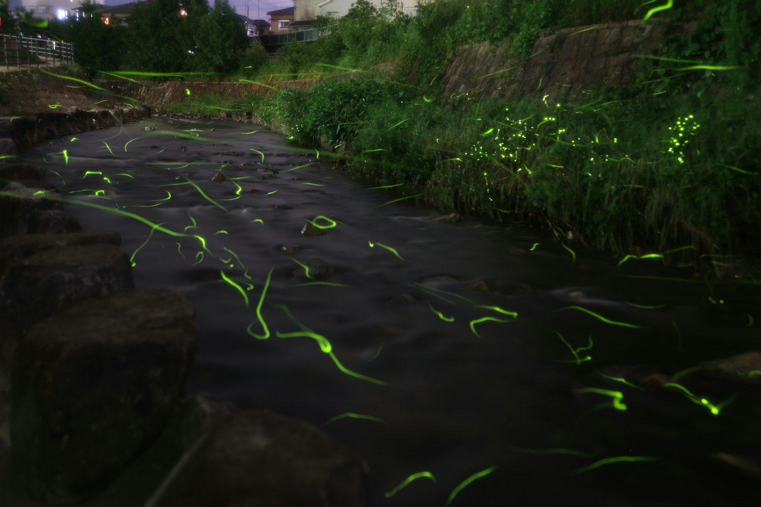 어두운 강에서 빛나는 반딧불이와 초록 식물로 둘러싸인 모습