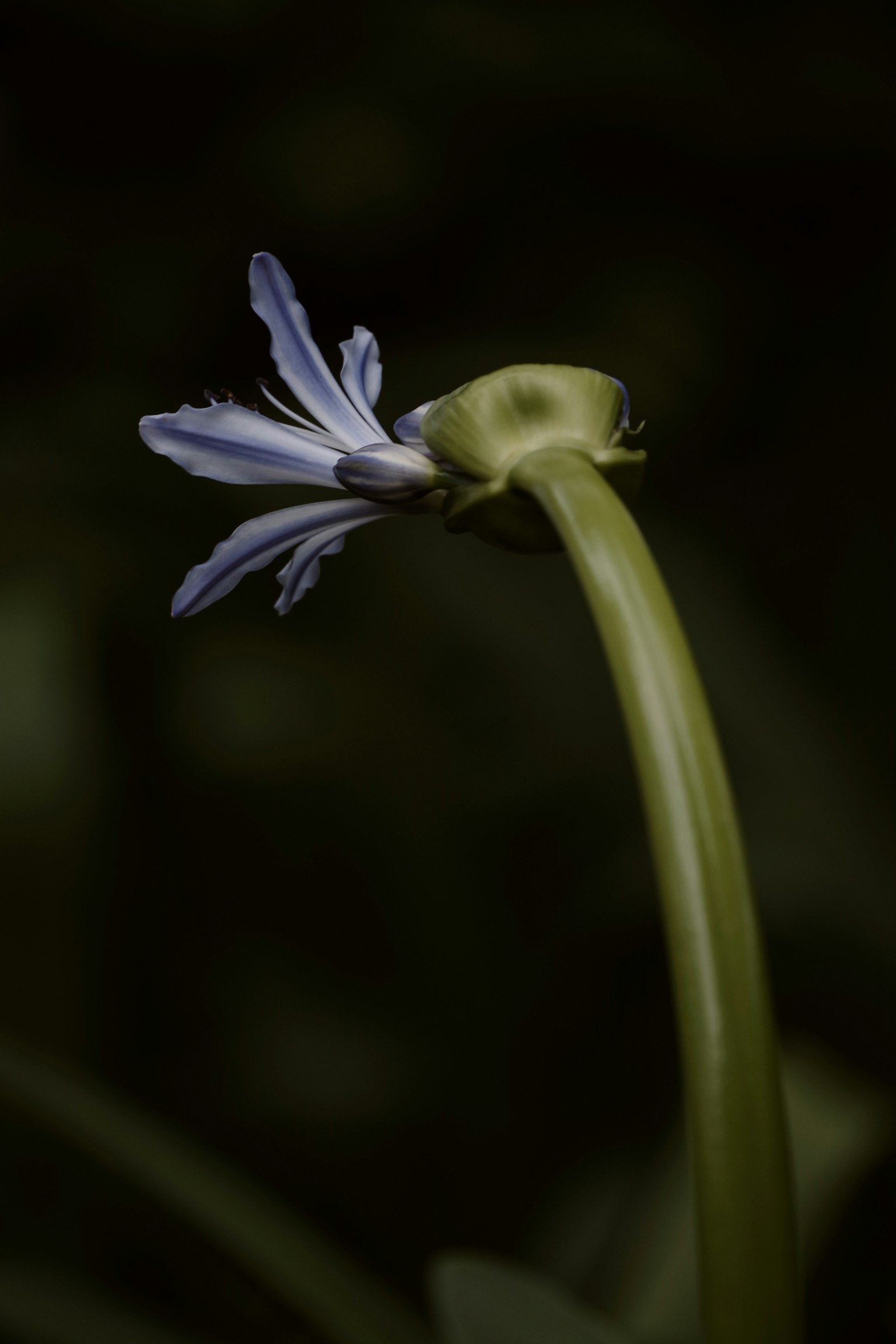 青い花を持つ細長い茎の植物のクローズアップ