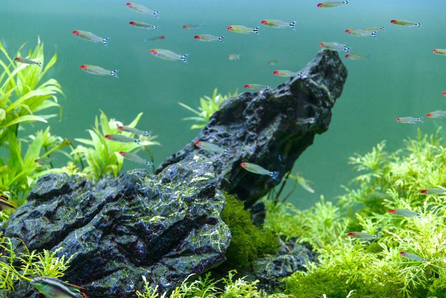 水族箱場景 魚在游動 綠色植物與黑色岩石結構