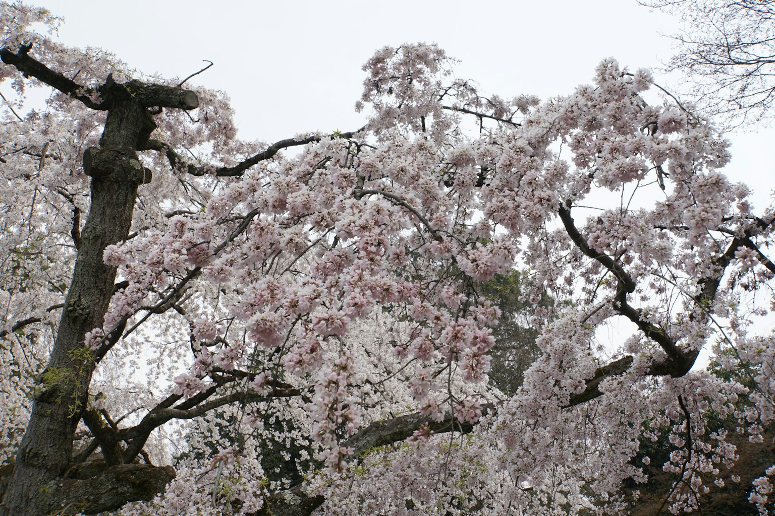 Branches de cerisier avec des fleurs roses