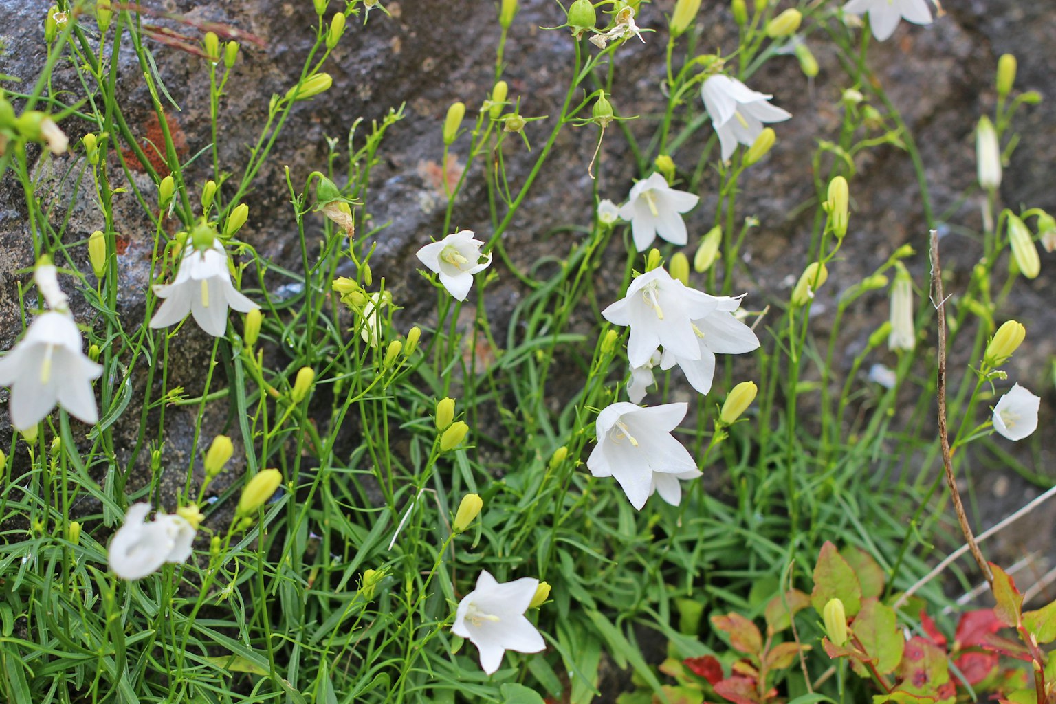 Ansammlung von weißen Blumen, die unter grünem Gras blühen
