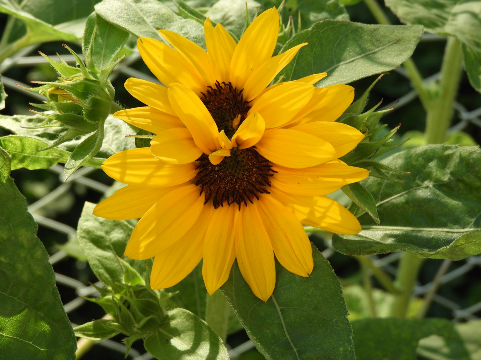 A double sunflower with vibrant yellow petals surrounded by green leaves