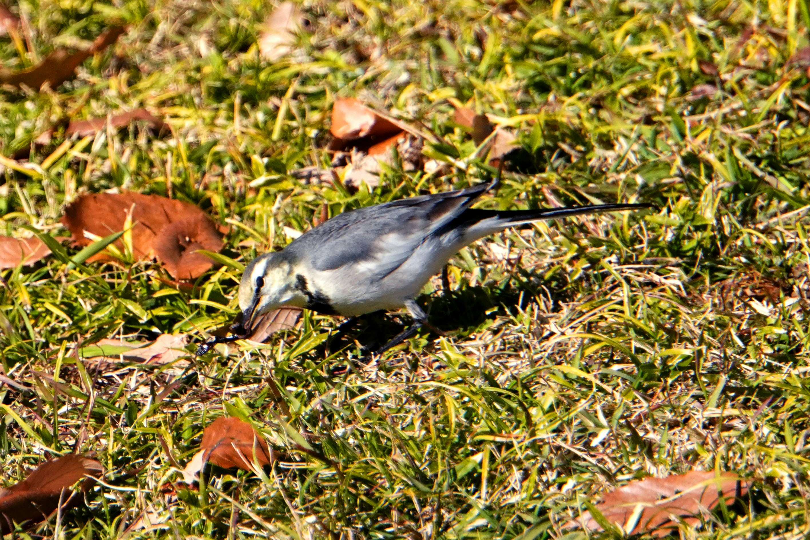 beetle-like insect on grass among fallen leaves
