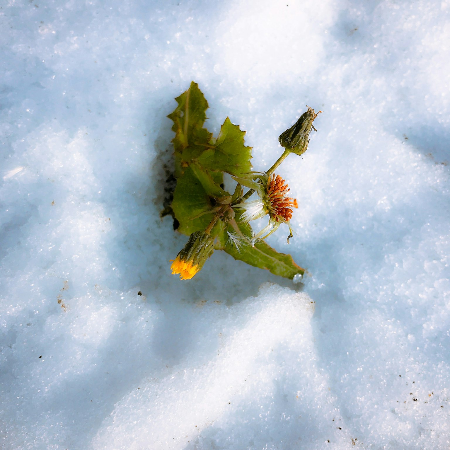 Flor y hojas verdes floreciendo sobre la nieve