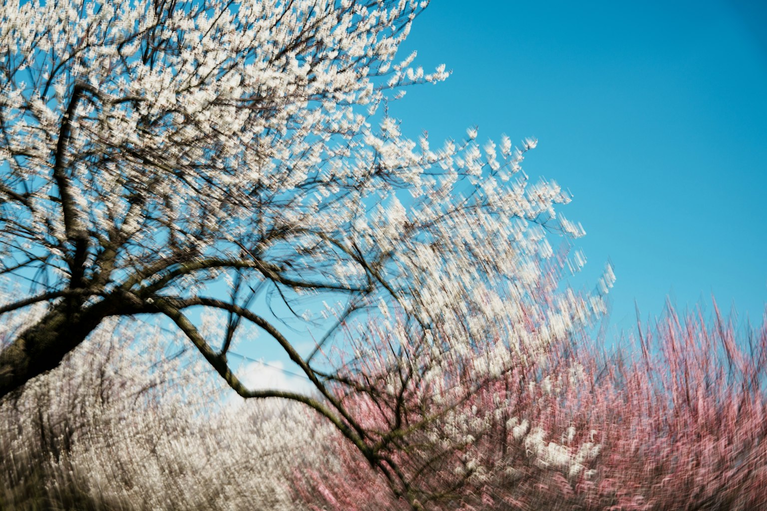 Árboles en flor blancos y rosas bajo un cielo azul claro