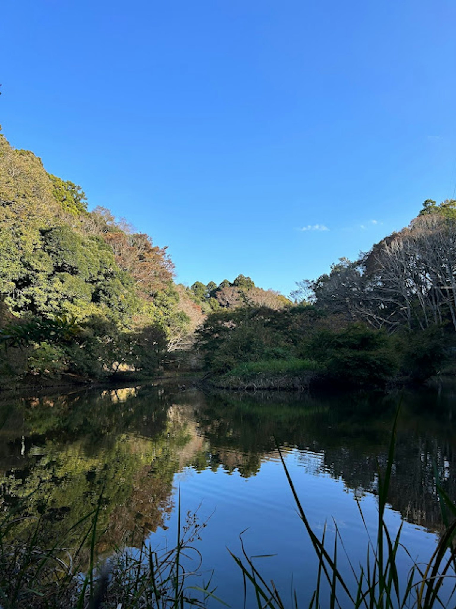 Paisaje sereno de lago reflejando el cielo azul y los árboles verdes