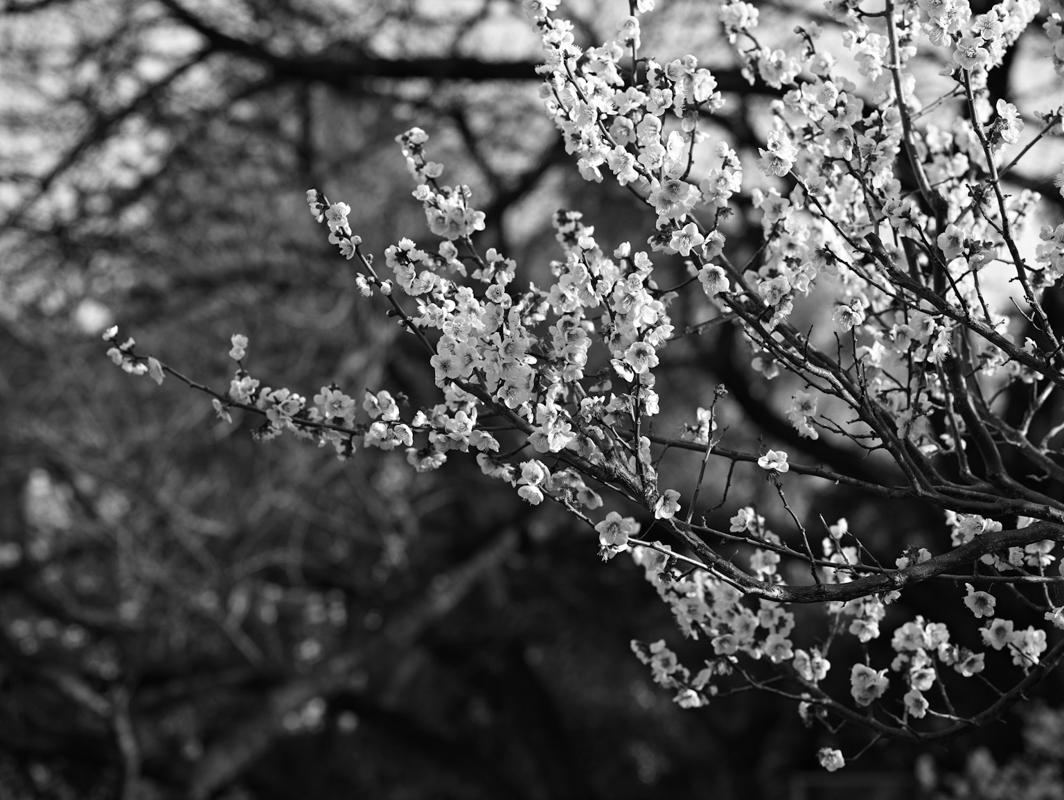 Close-up bunga sakura mekar di cabang dalam hitam dan putih