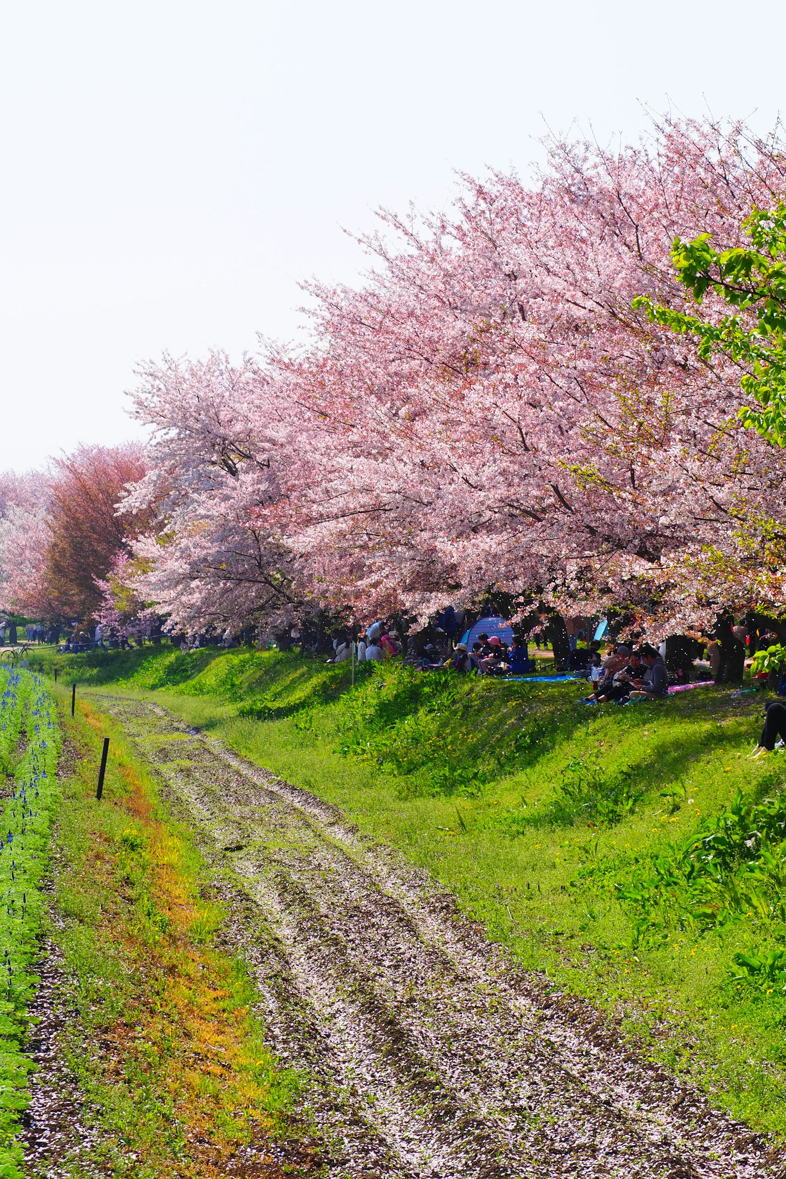Jalan indah yang dipenuhi dengan pohon sakura dan rumput hijau