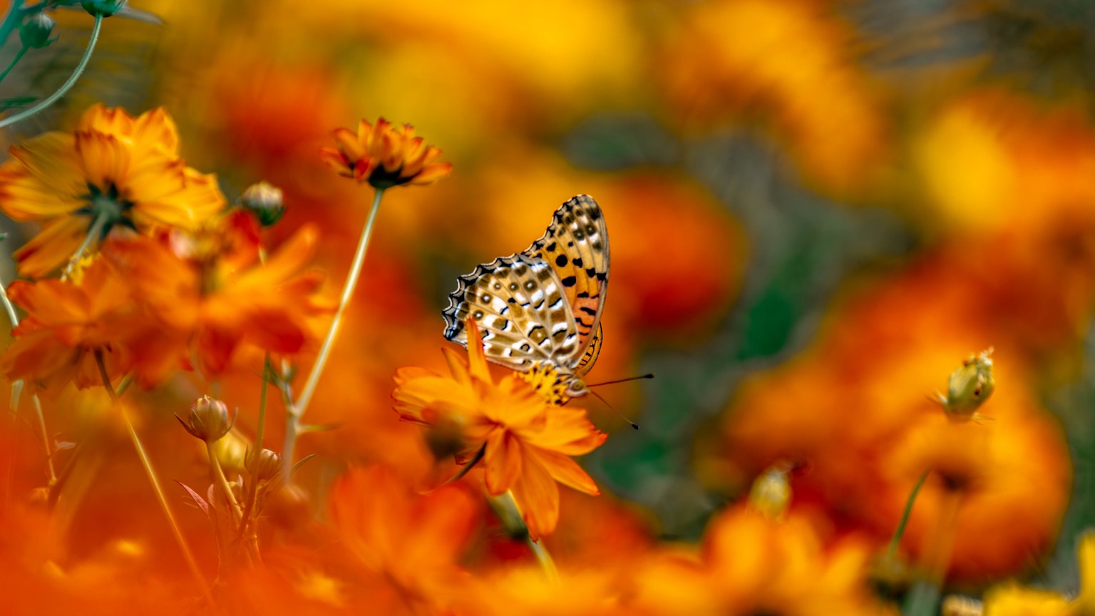 Immagine dettagliata di una farfalla tra fiori arancioni