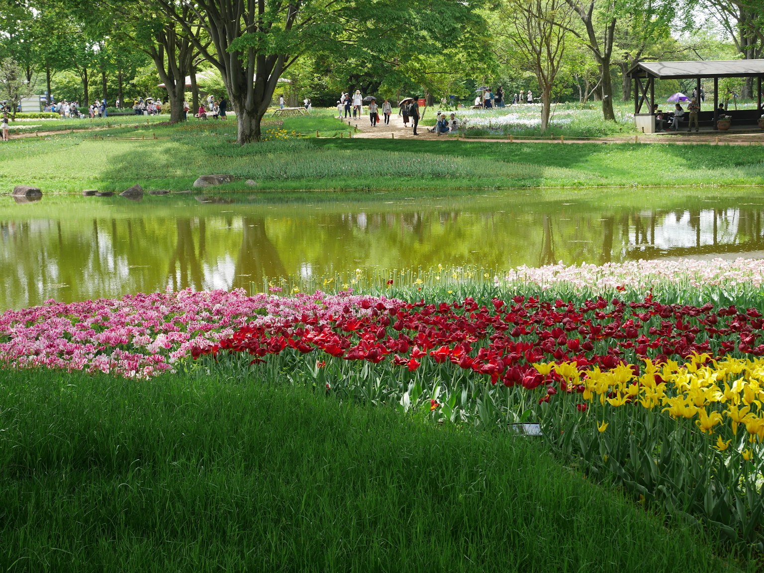 Tulip berwarna-warni mekar di taman subur dengan kolam tenang