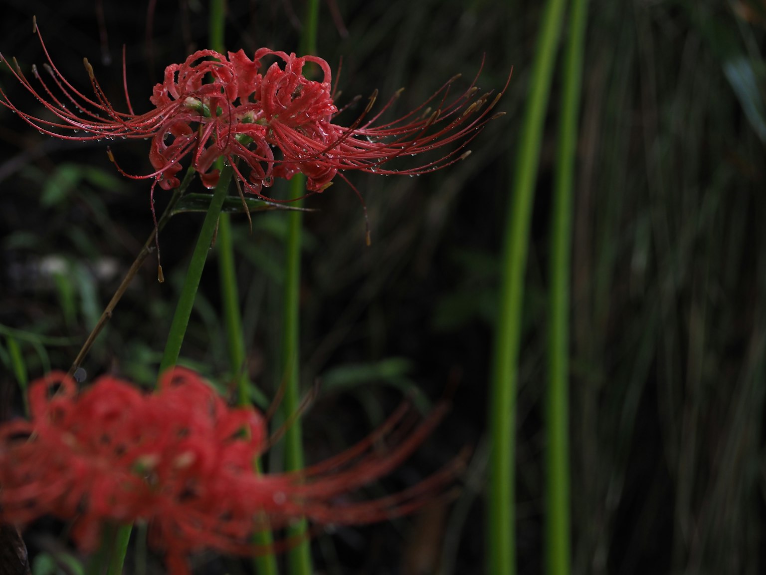 Bunga lily laba-laba merah mekar dengan batang hijau di latar belakang