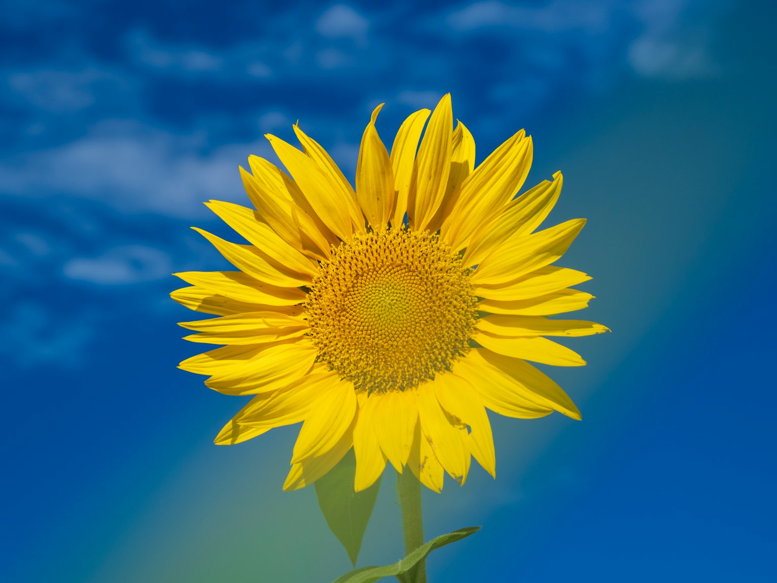 푸른 하늘 아래에서 피어나는 생생한 해바라기