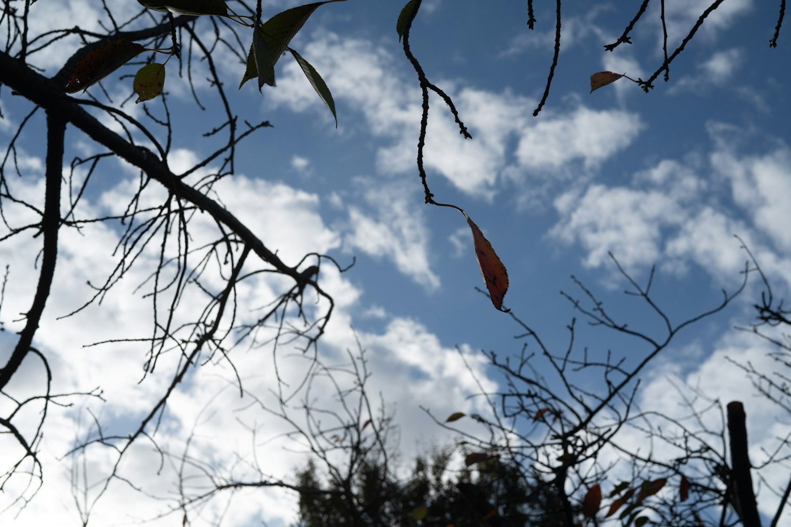 Cành và lá trên nền trời xanh với mây