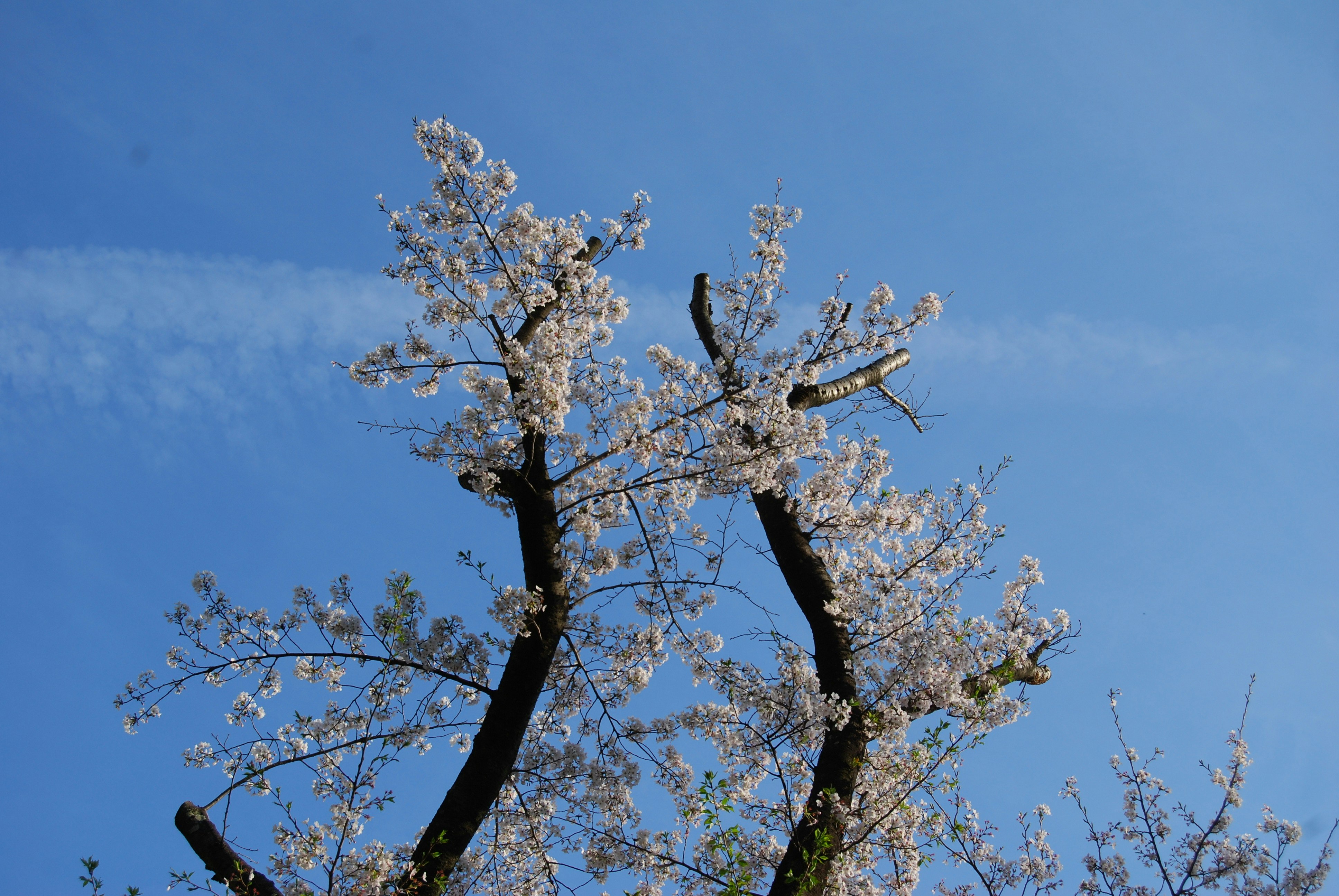 青空に向かって咲く桜の枝