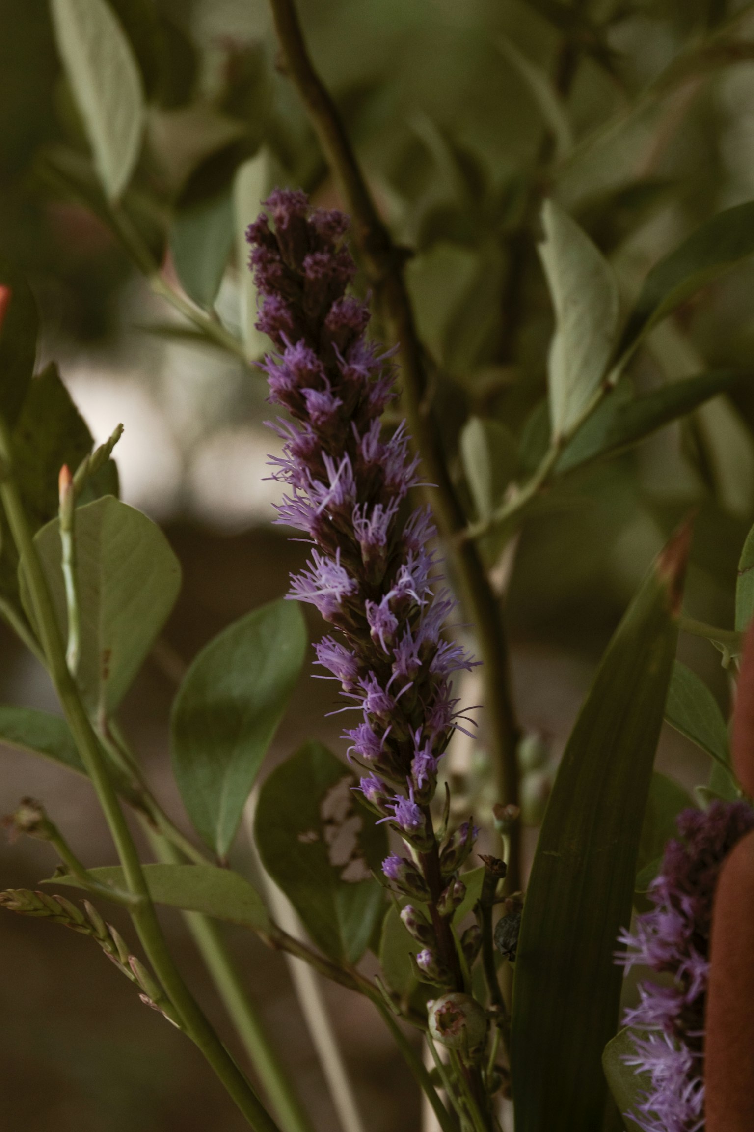 Close-up of a purple flower surrounded by green leaves
