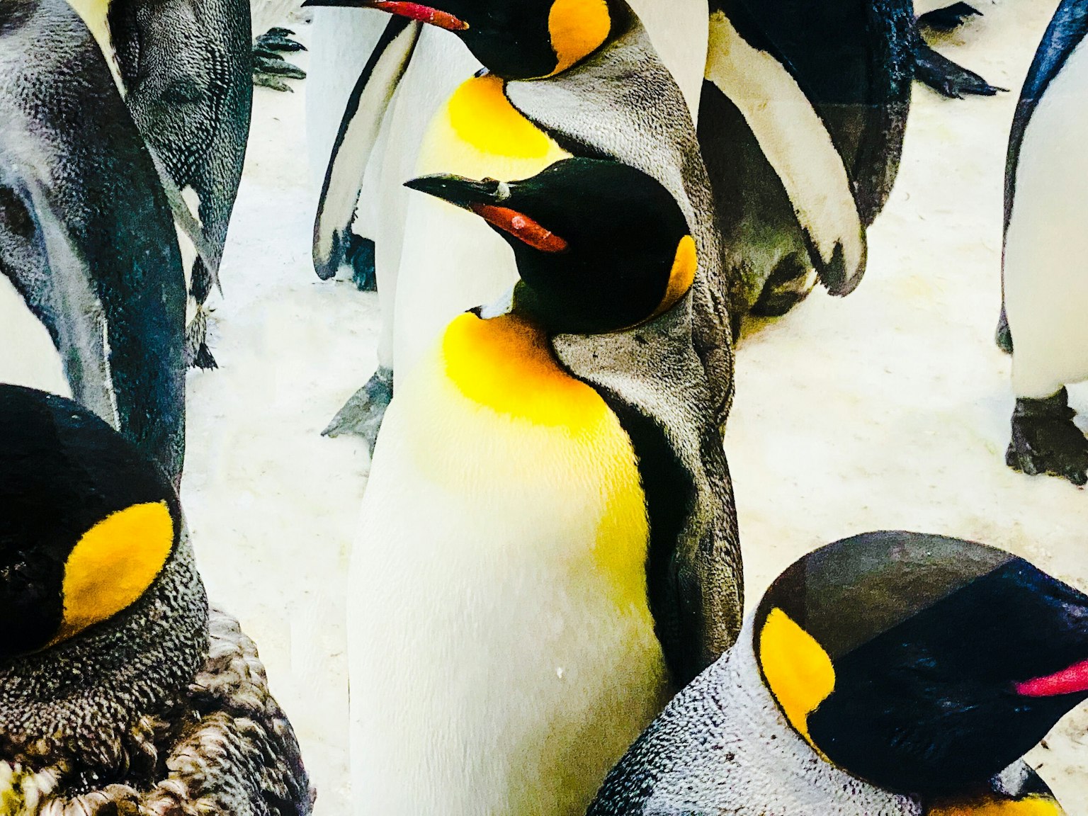 Gruppe von Kaiserpinguinen, die auf dem Eis stehen, mit markanten gelben Markierungen