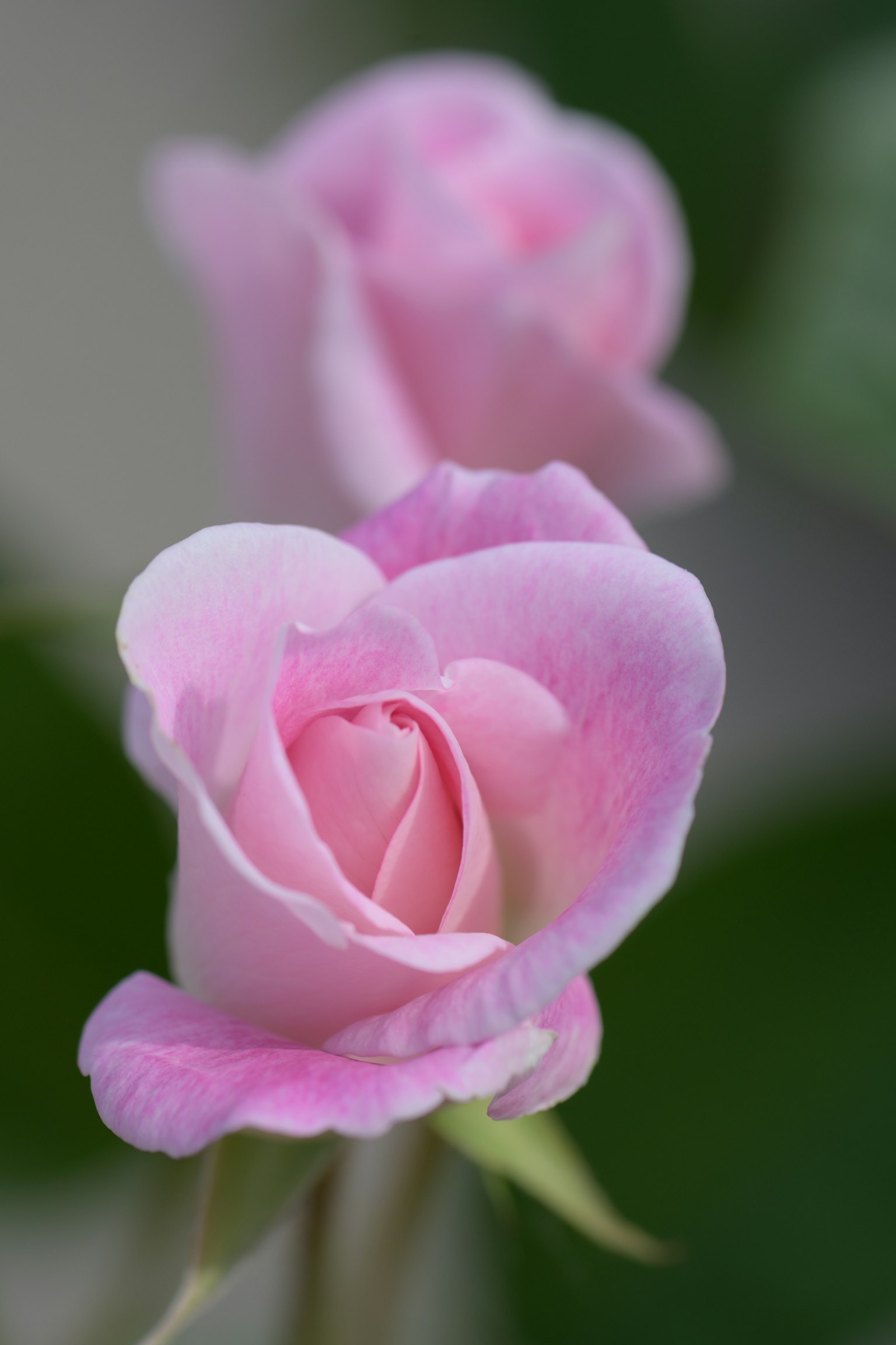 Dos rosas rosa pálido en flor