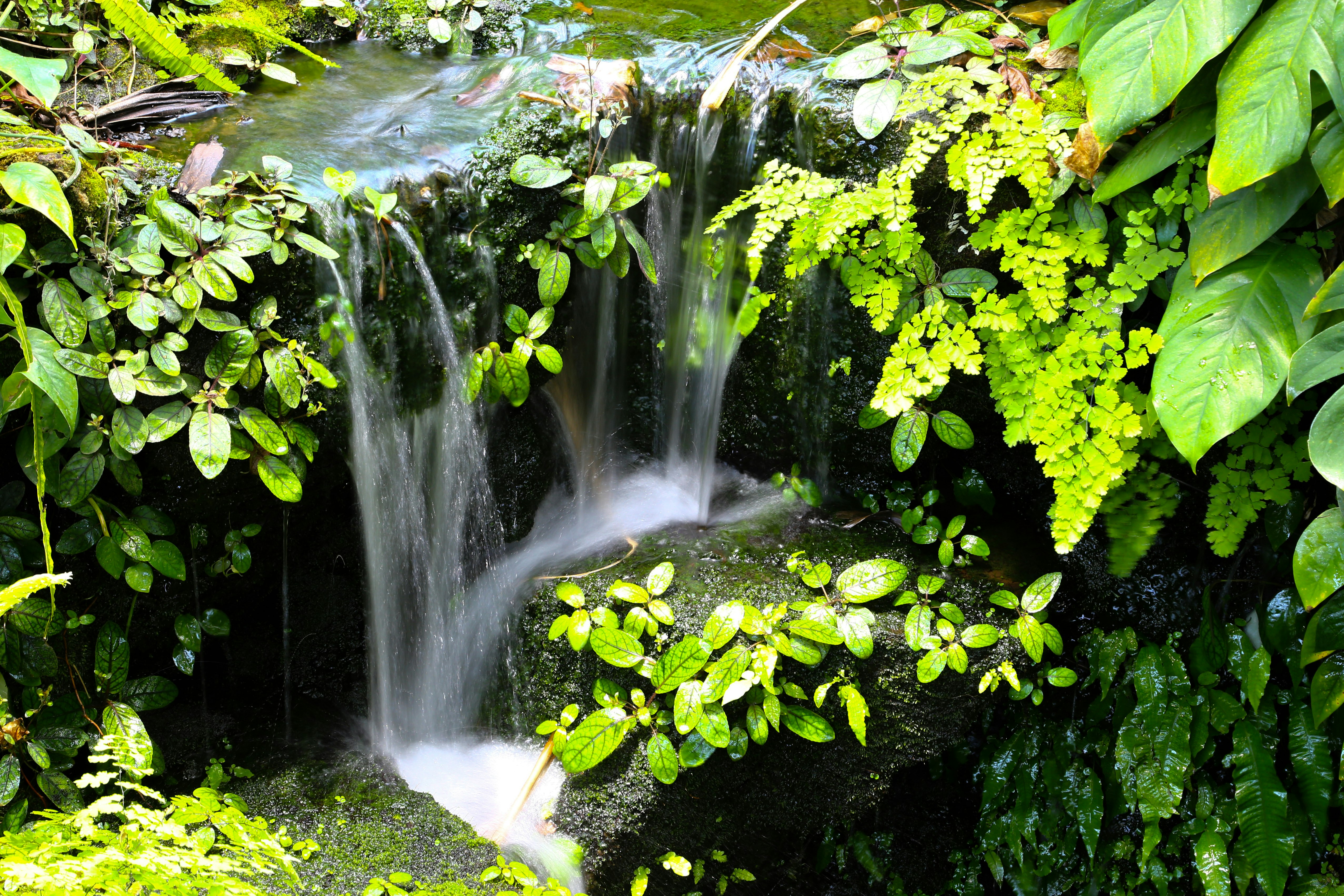 air terjun kecil mengalir di antara dedaunan hijau yang rimbun