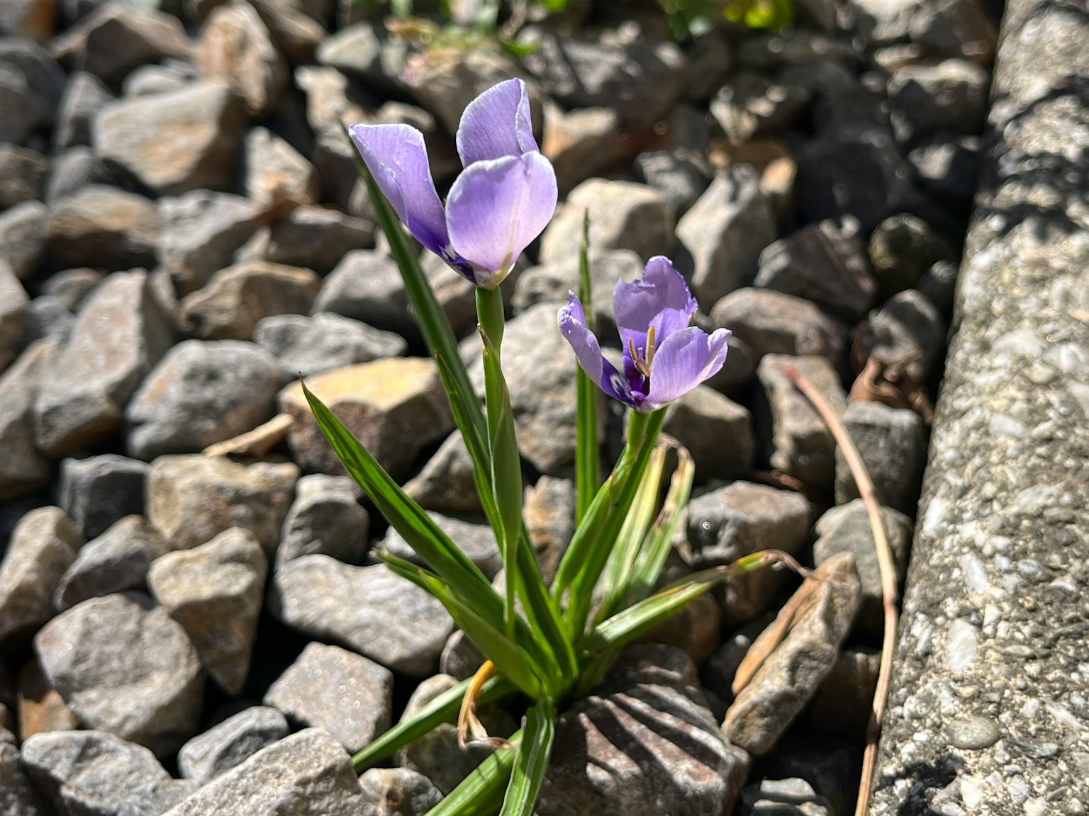 Lila Blumen und grüne Blätter, die zwischen Steinen hervortreten