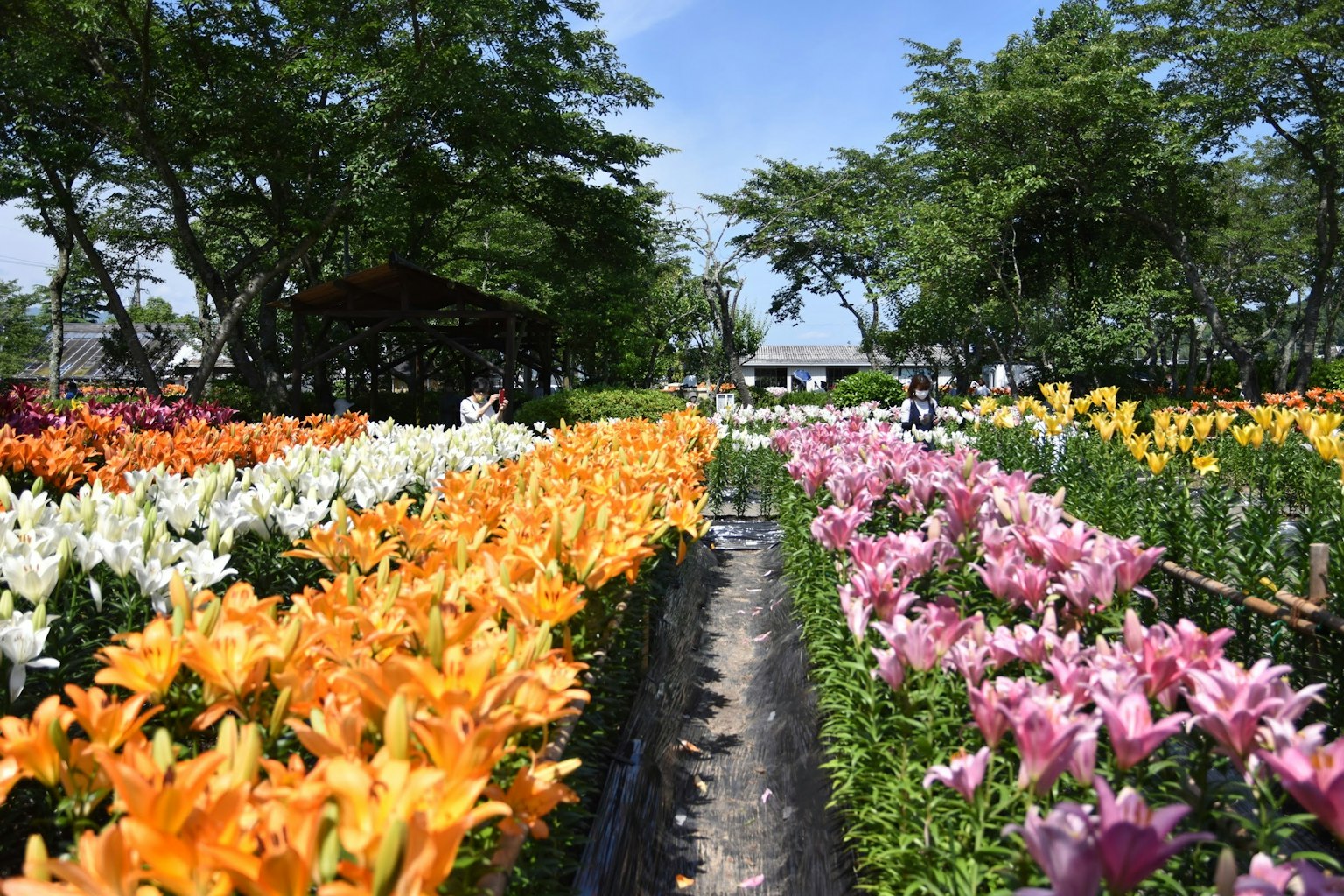 五彩缤纷的百合花在花园中盛开