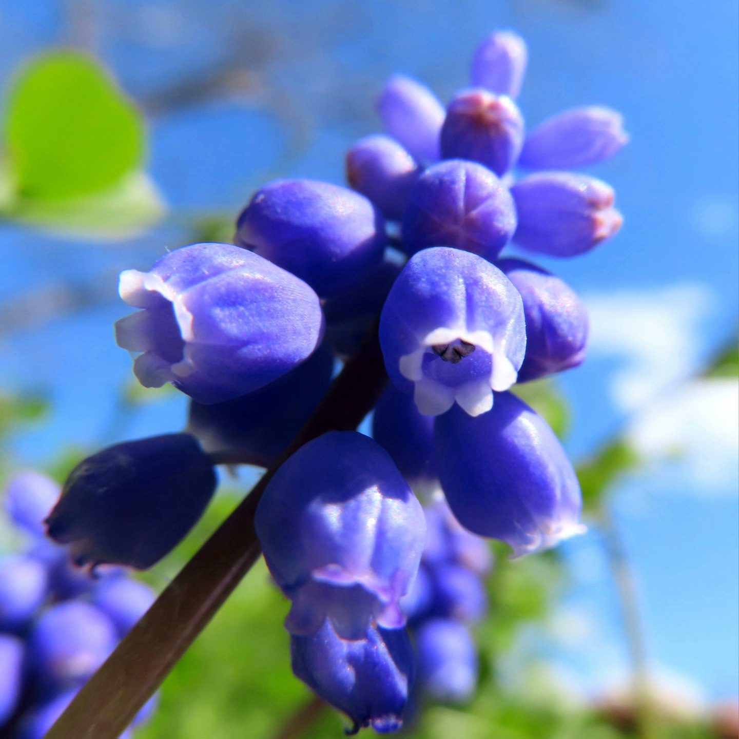 葡萄风信子花朵特写